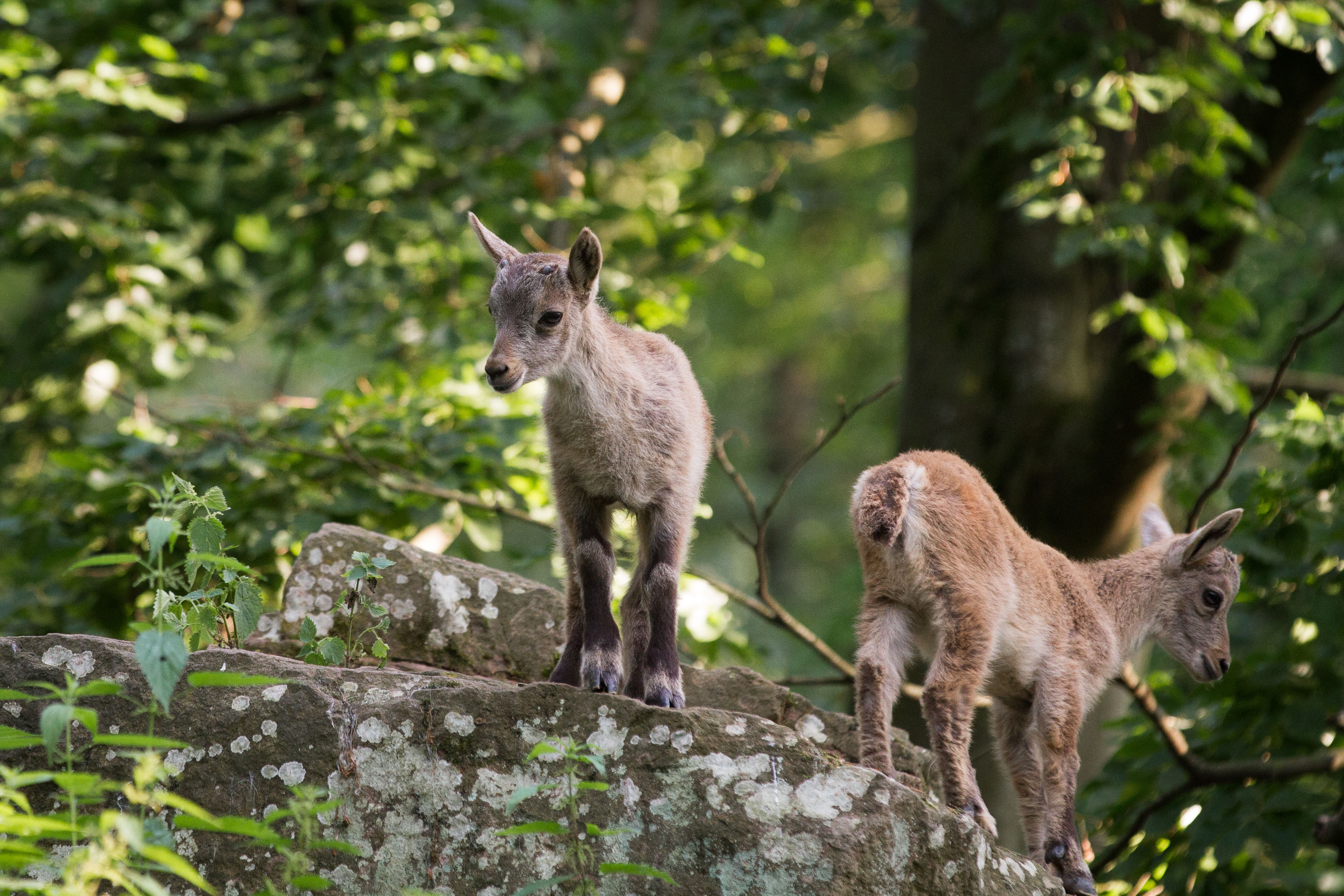 Alpine Ibex Baby Animal 3943x2629