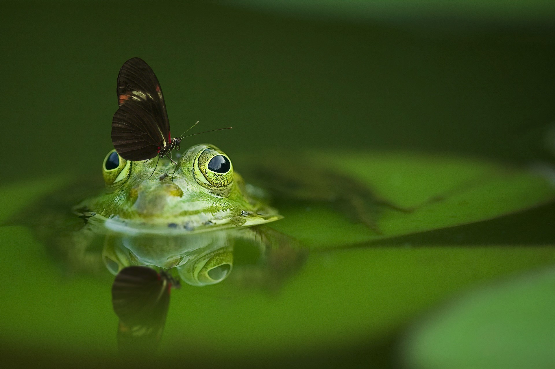 Animal Butterfly Cute Frog Green 1920x1279
