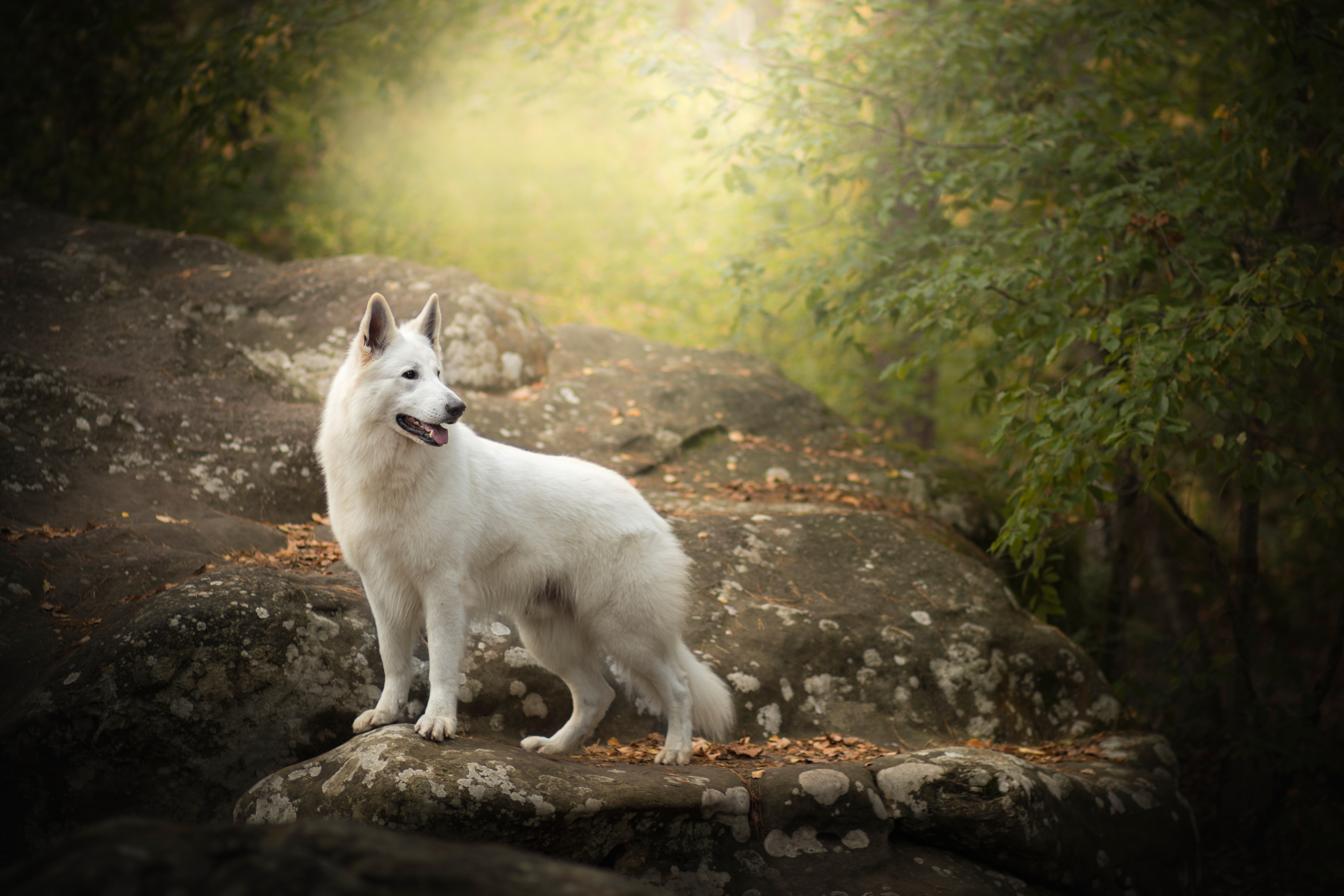 Dog Pet Rock White Shepherd 6000x4000