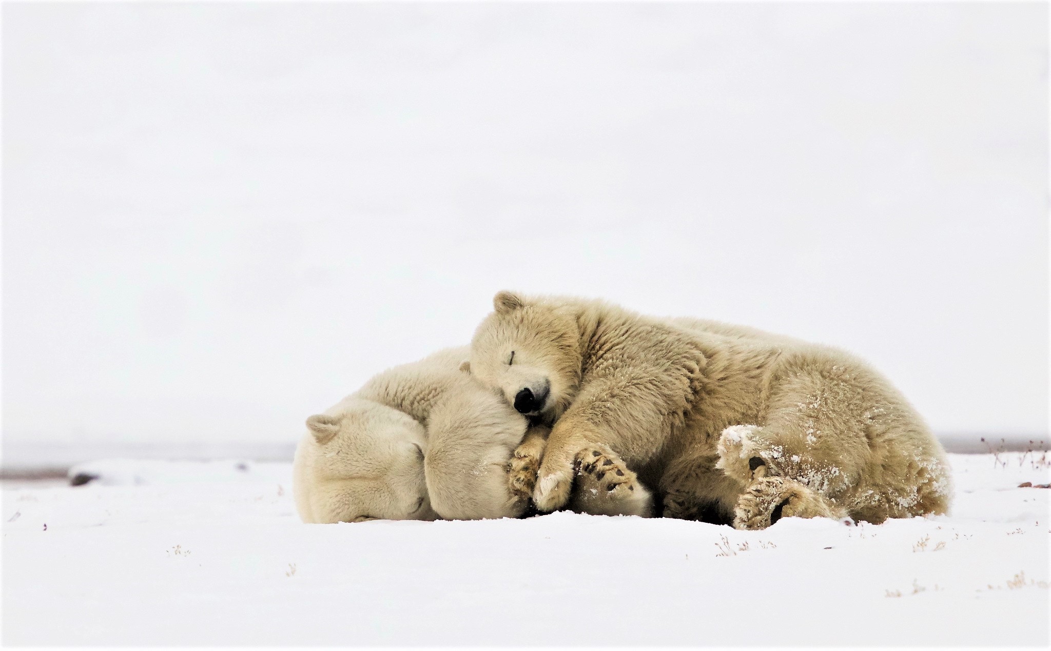 Cuddle Cute Polar Bear Sleeping Wildlife 2048x1269