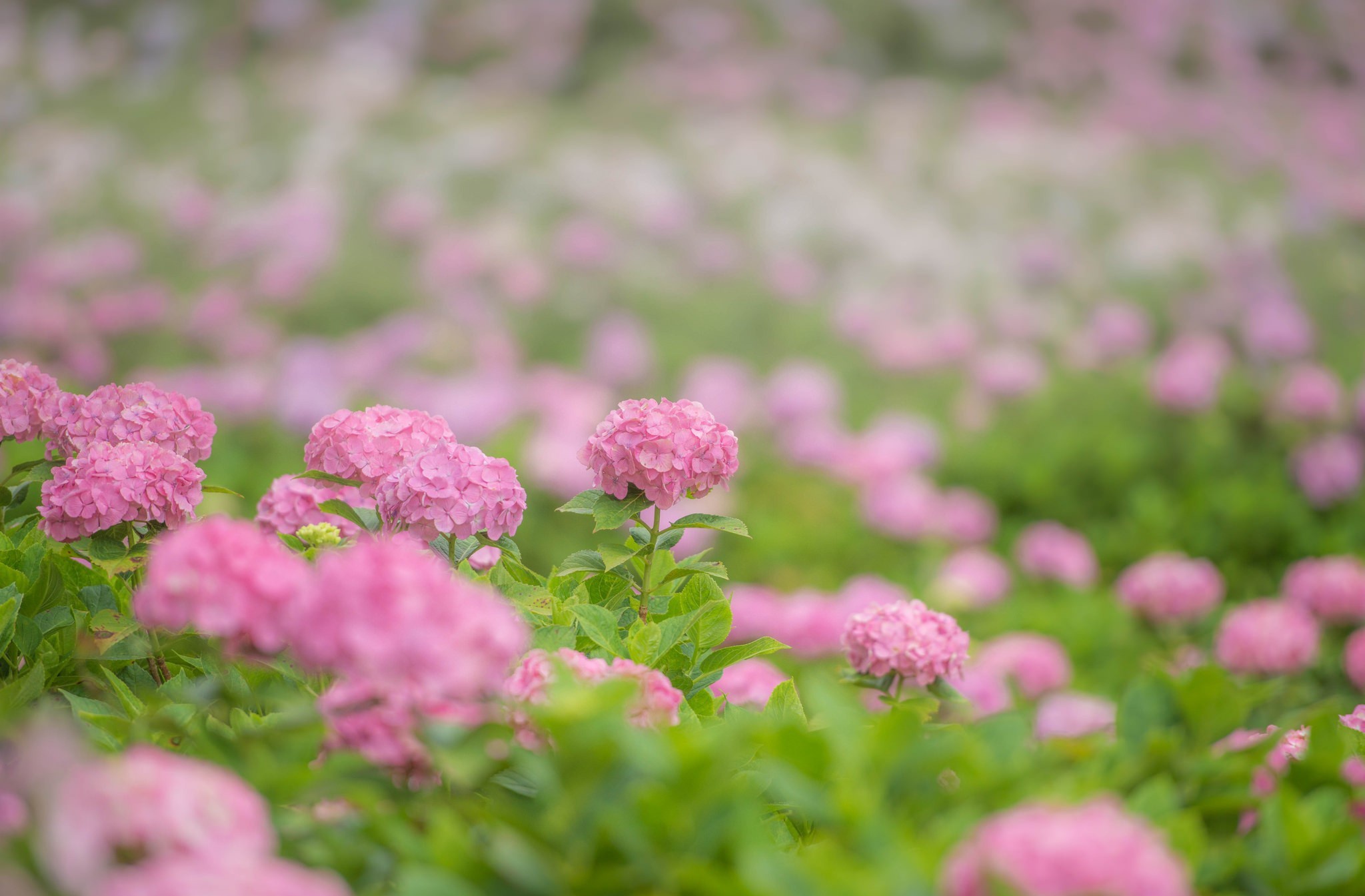 Blur Flower Hydrangea Pink Flower 2048x1345