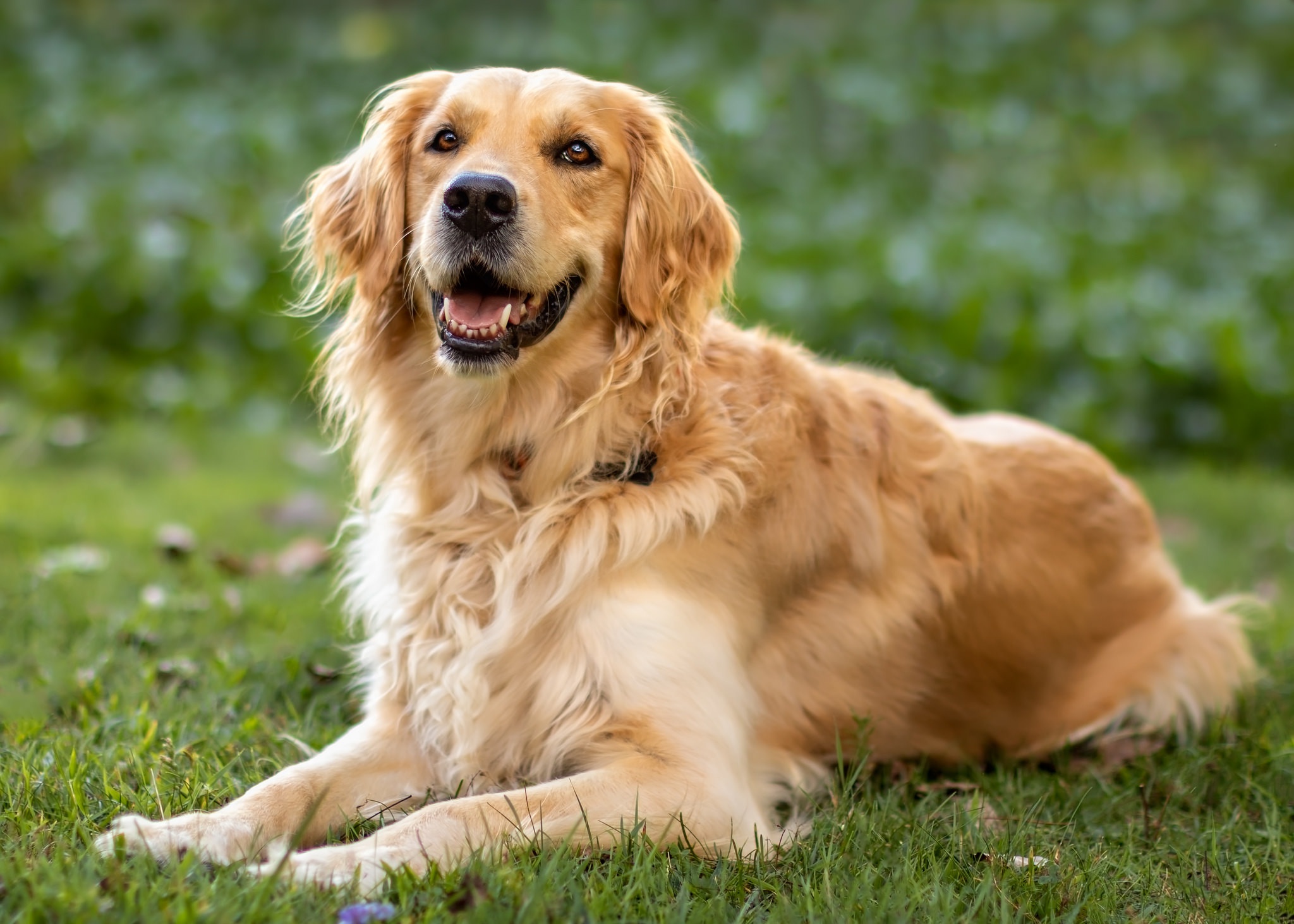 Dog Golden Retriever Pet 2048x1463