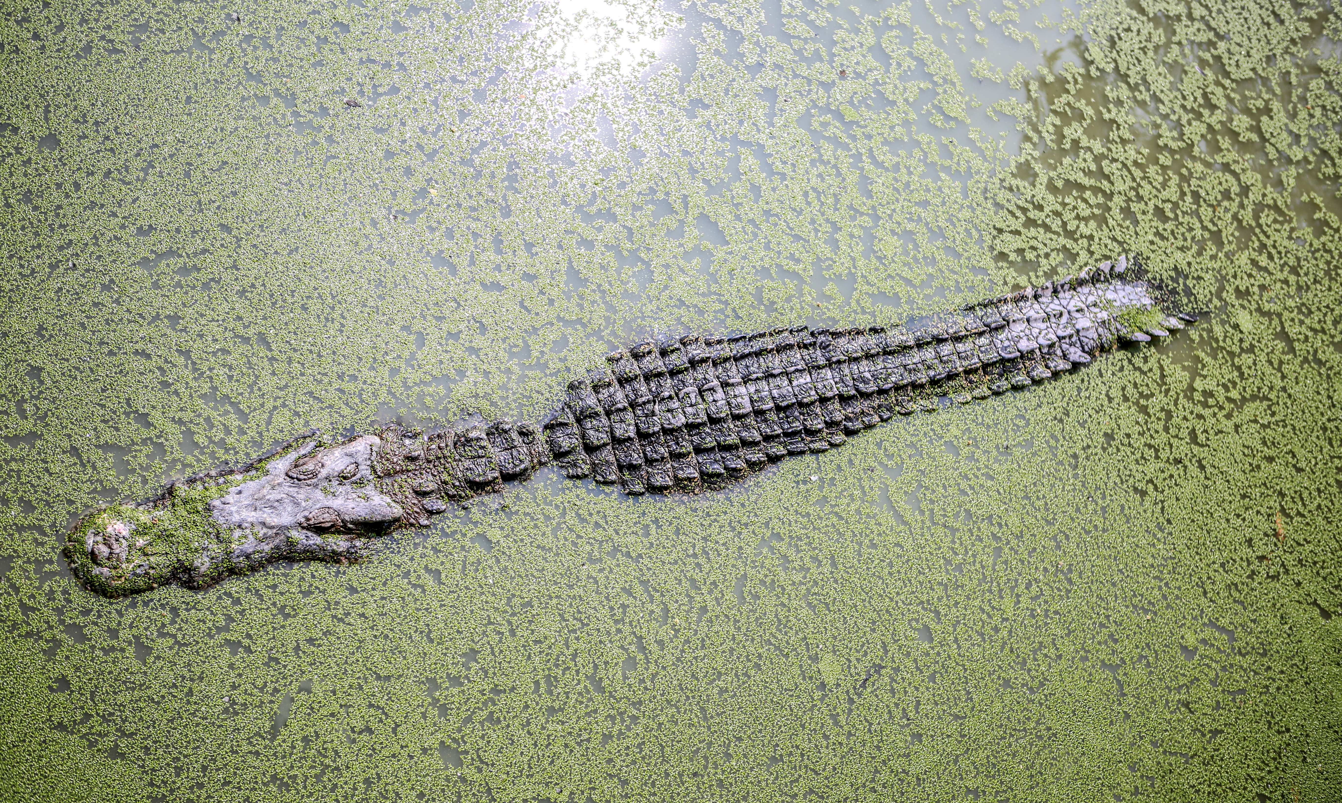 Crocodile Swamp Water Wildlife Predator Animal 5472x3273