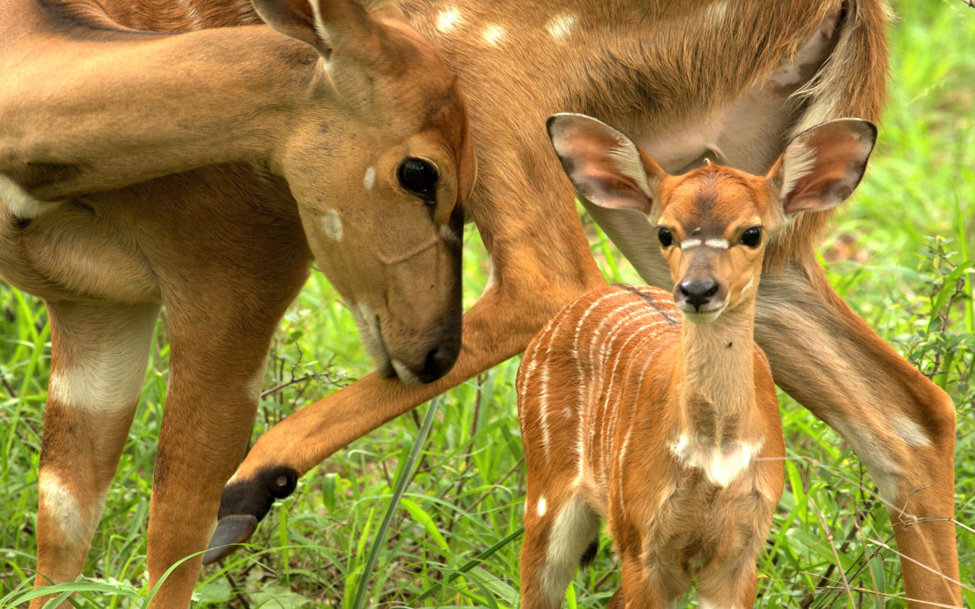 Baby Animal Cute Deer Fawn 3840x2400