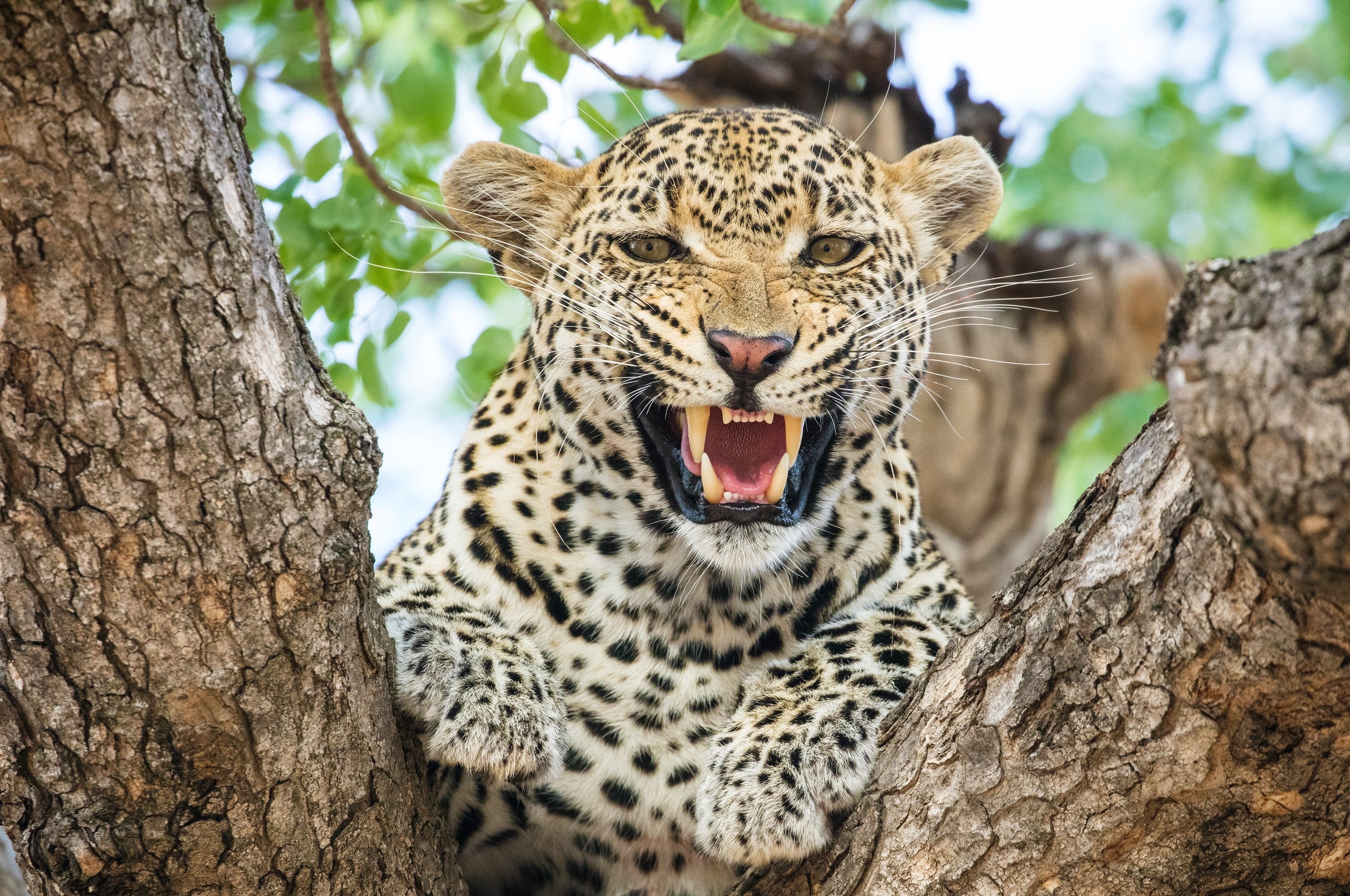 Big Cat Leopard Roar Wildlife Predator Animal 2560x1700