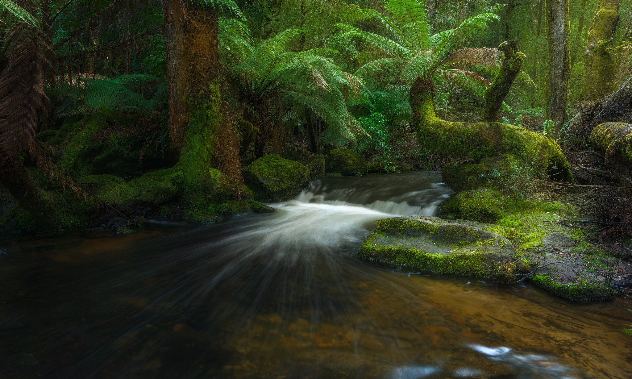 Australia Creek Fern Forest Greenery Rainforest Stream Tasmania 2048x1228