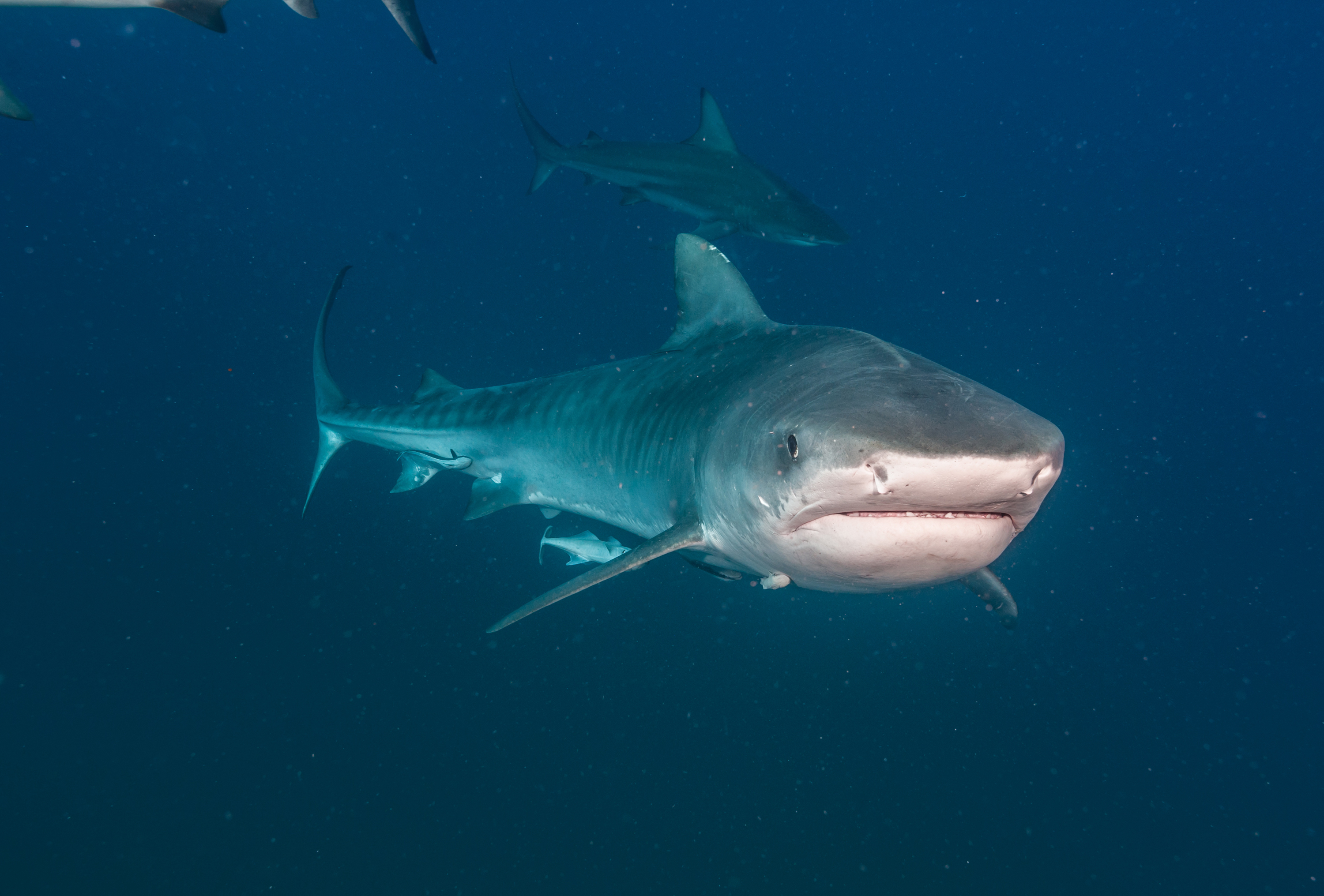 Fish Shark Underwater Predator Animal 3000x2031