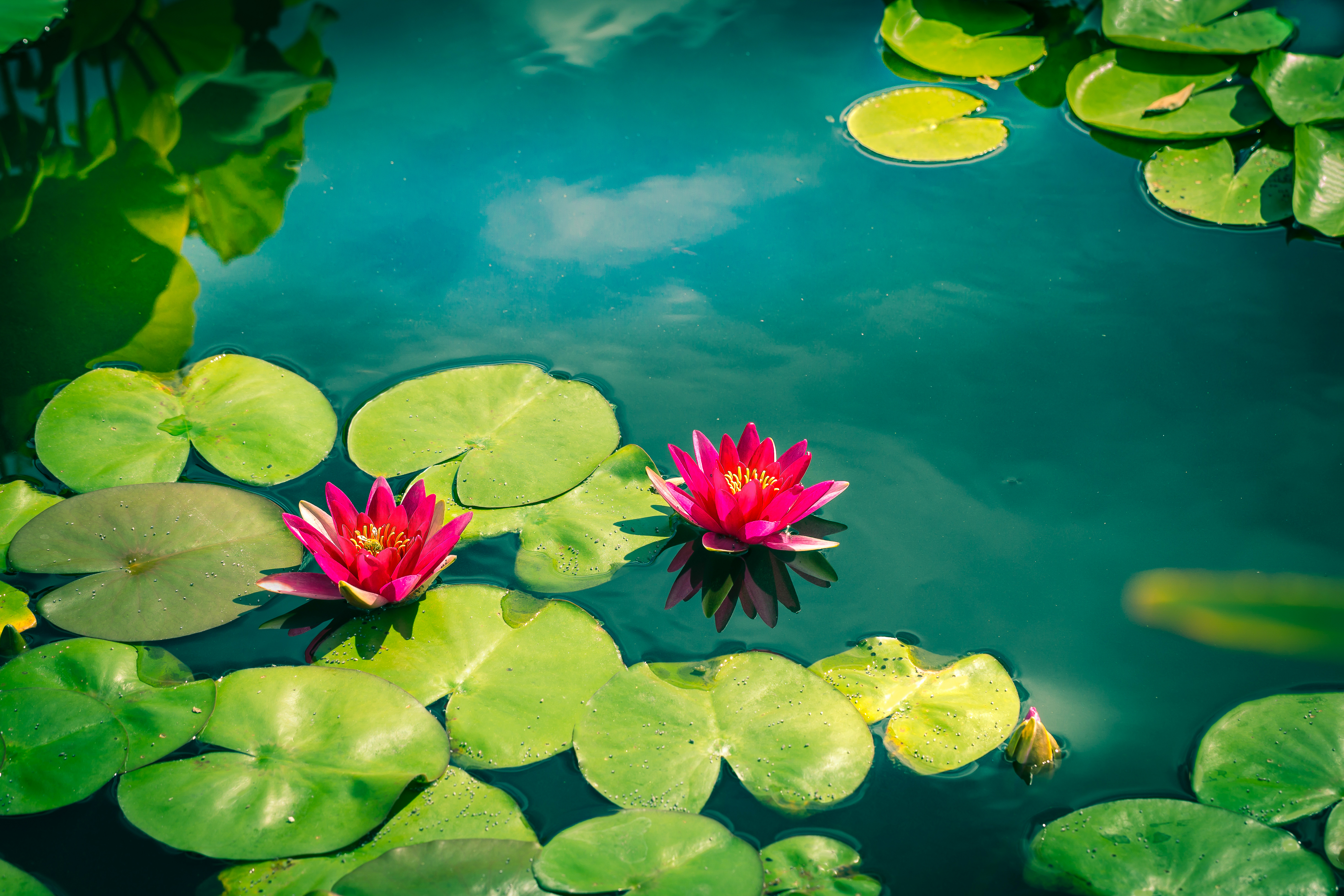 Flower Lily Pad Pink Flower Pond Water Lily 4873x3249
