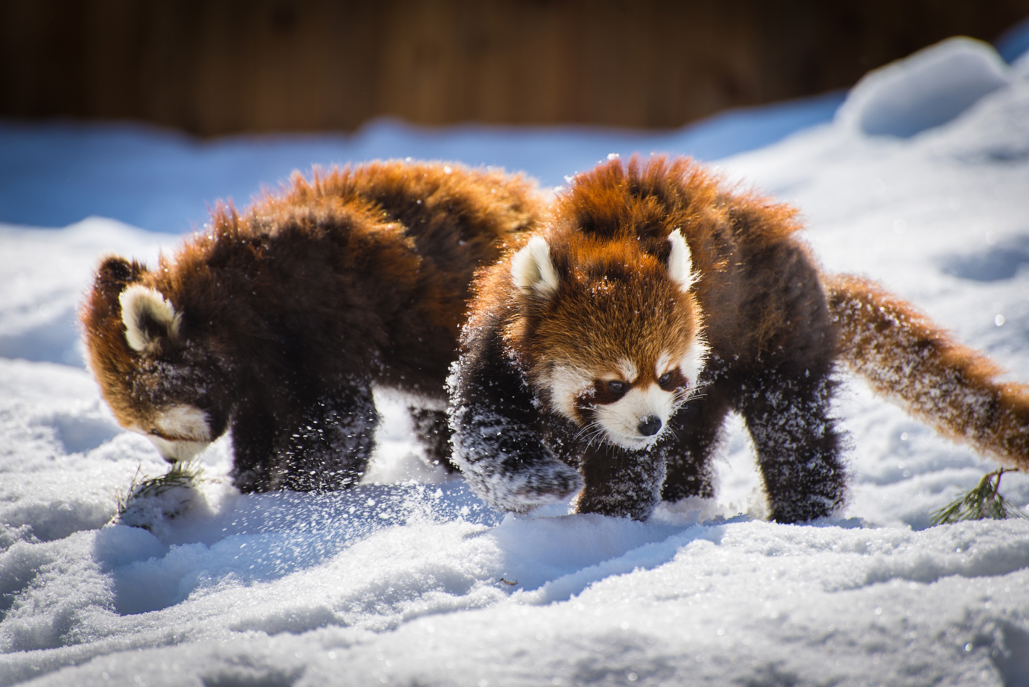 Red Panda Snow Wildlife 2048x1367