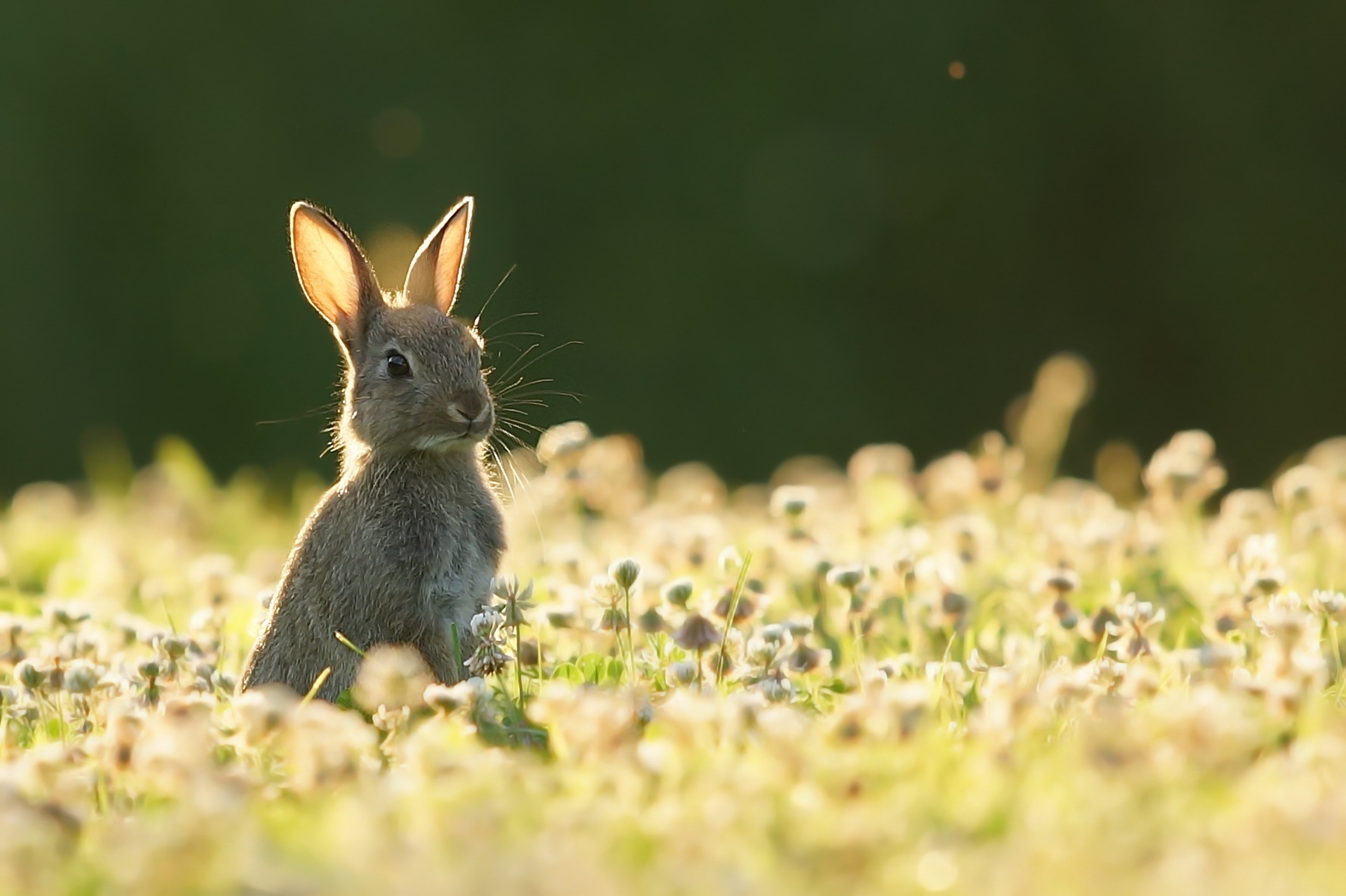 Flower Rabbit Summer Wildlife 1920x1279