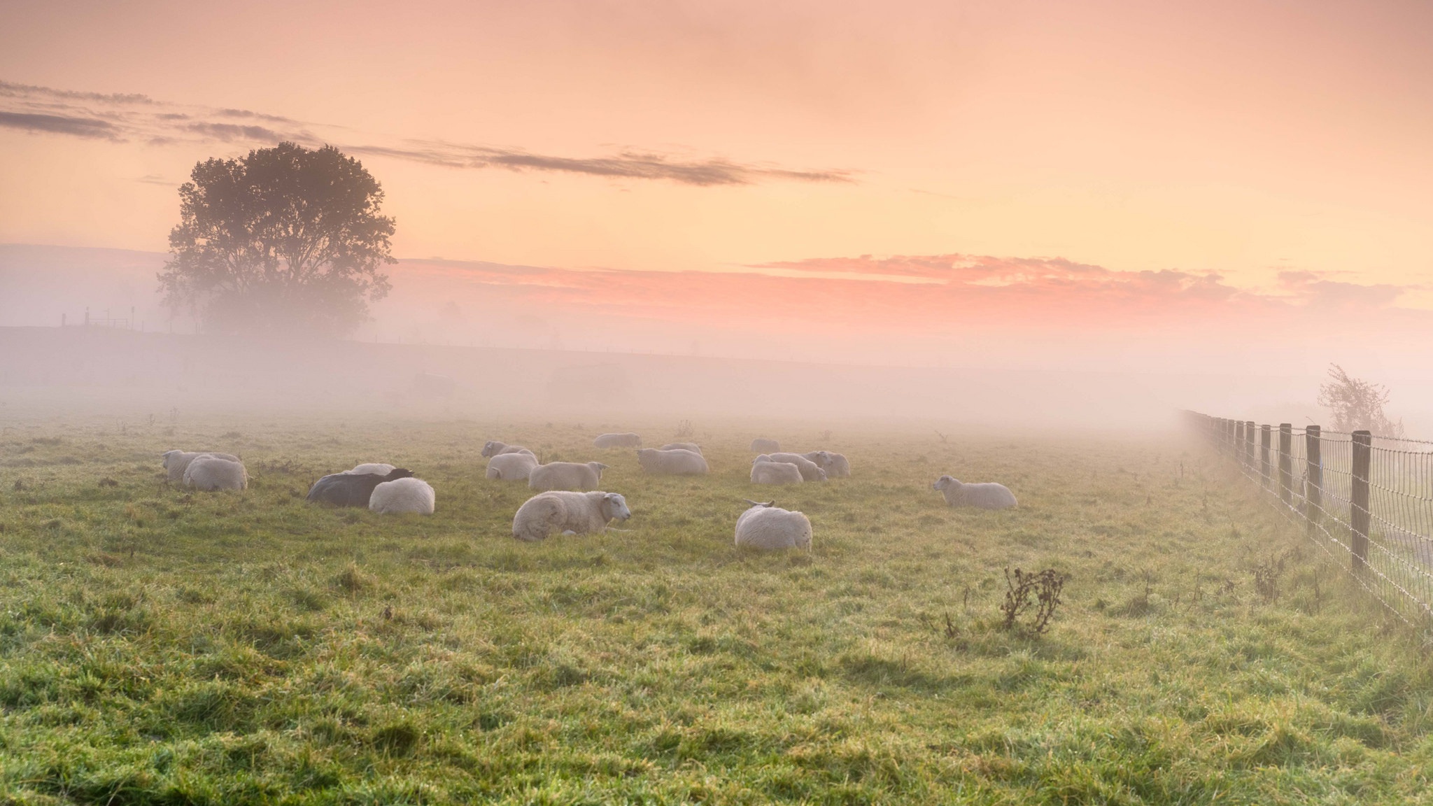 Field Fog Grass Nature Sheep Sunrise 2048x1152