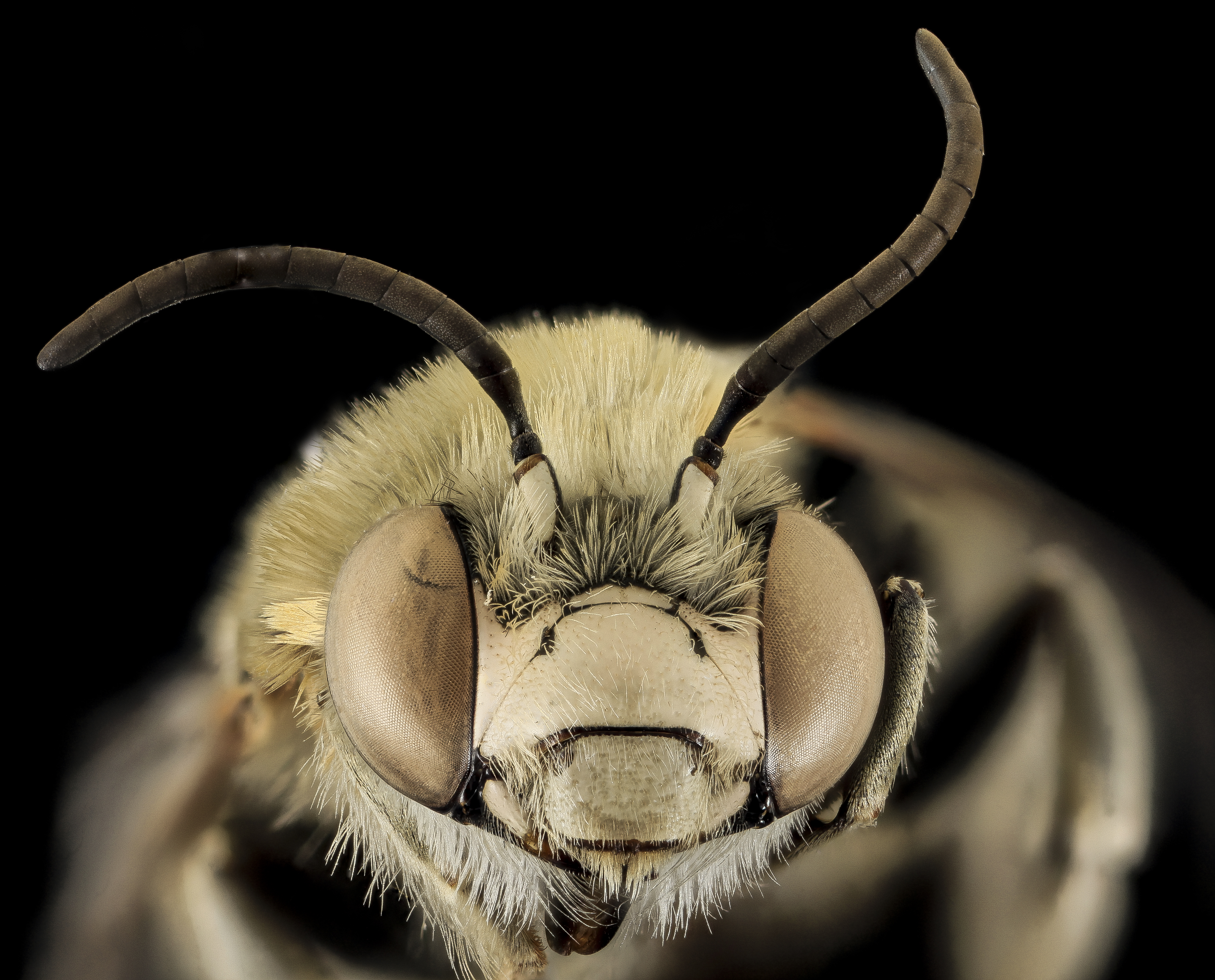 Animal Bee 4221x3404
