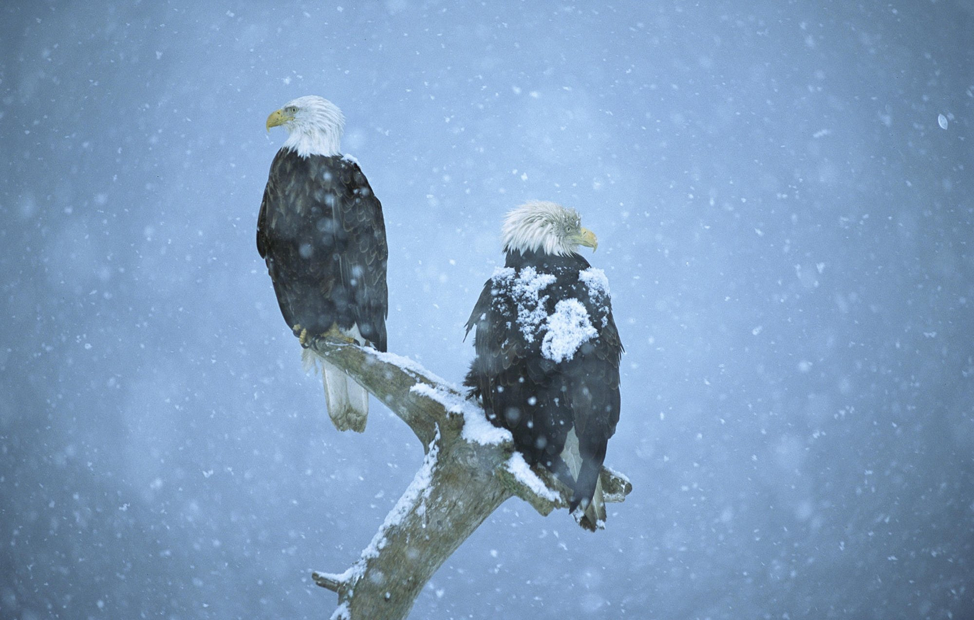 Animal Bald Eagle Bird Branch Eagle Snow Snowfall Winter 1920x1222