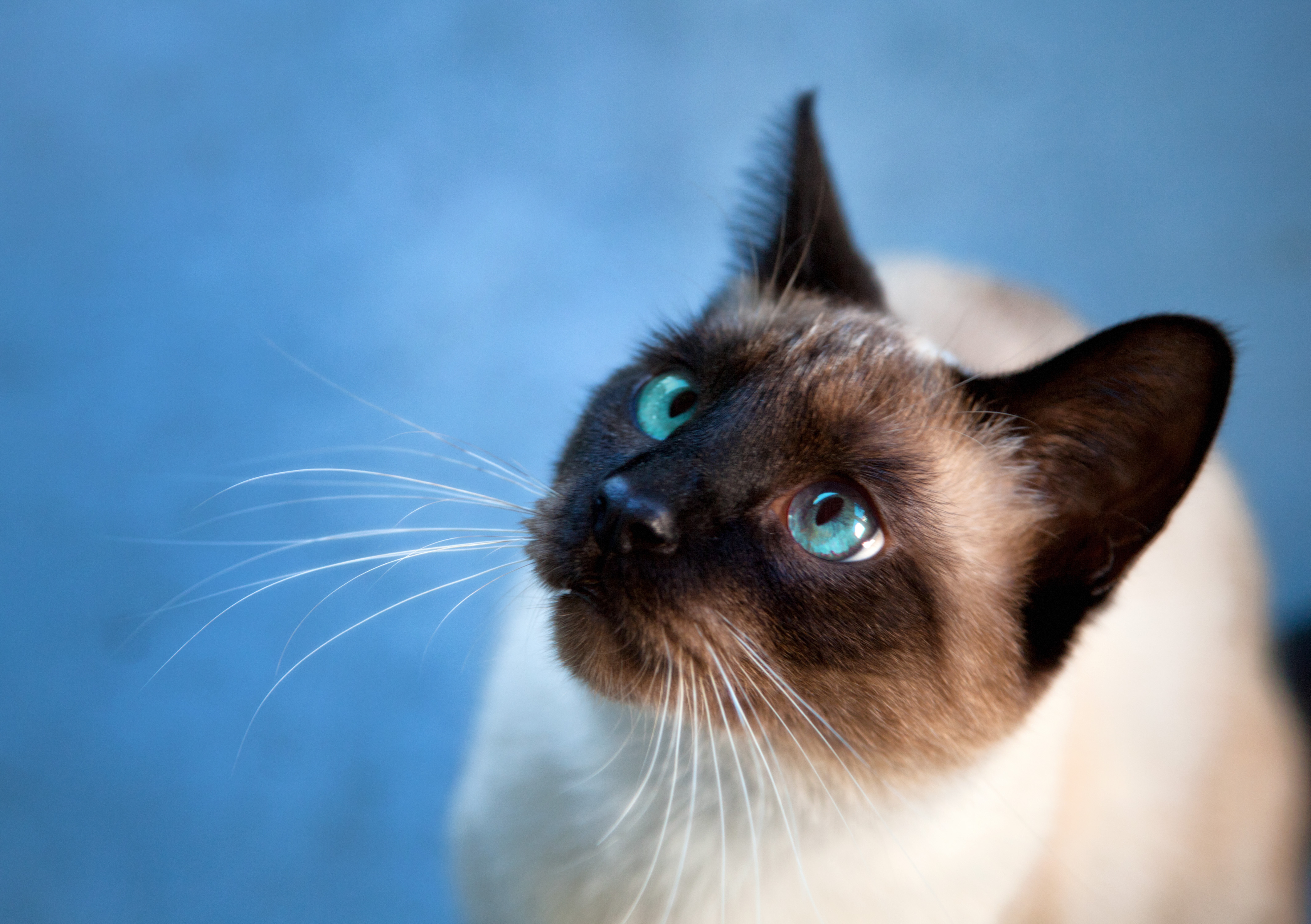 Blue Eyes Cat Siamese Cat 4257x3000
