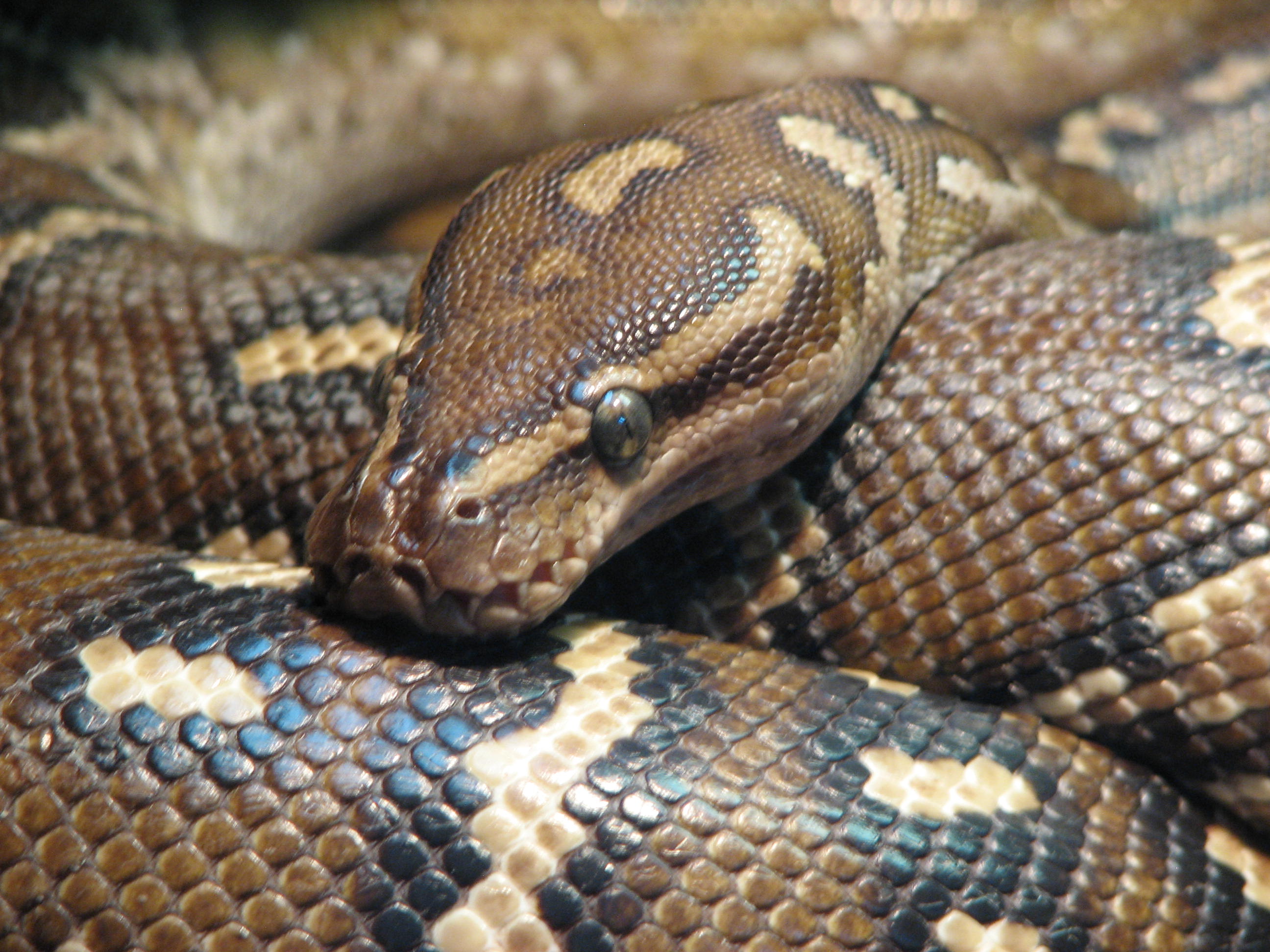 Animal Snake 2592x1944