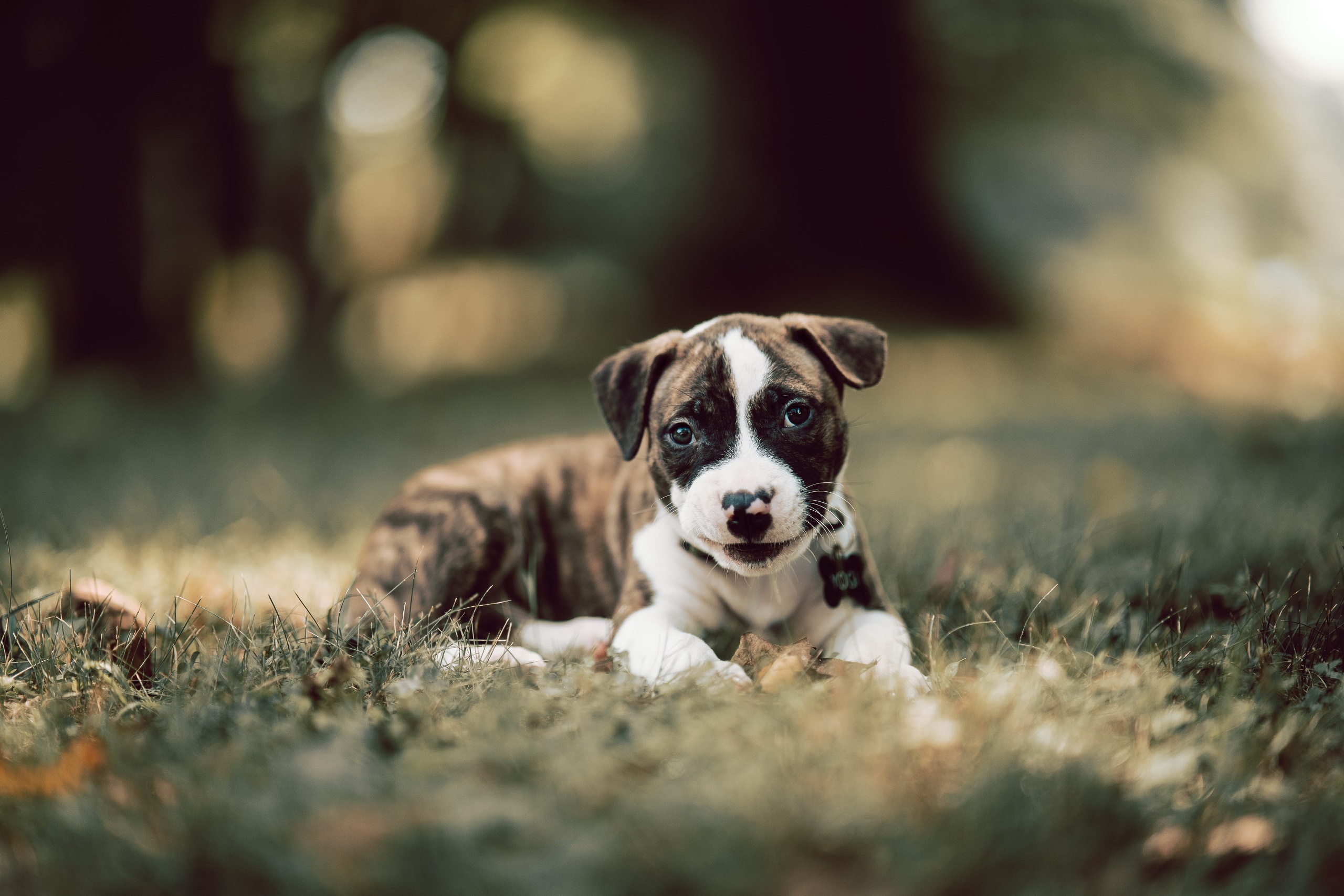 Dog Animals Mammals Puppies Outdoors 2560x1707