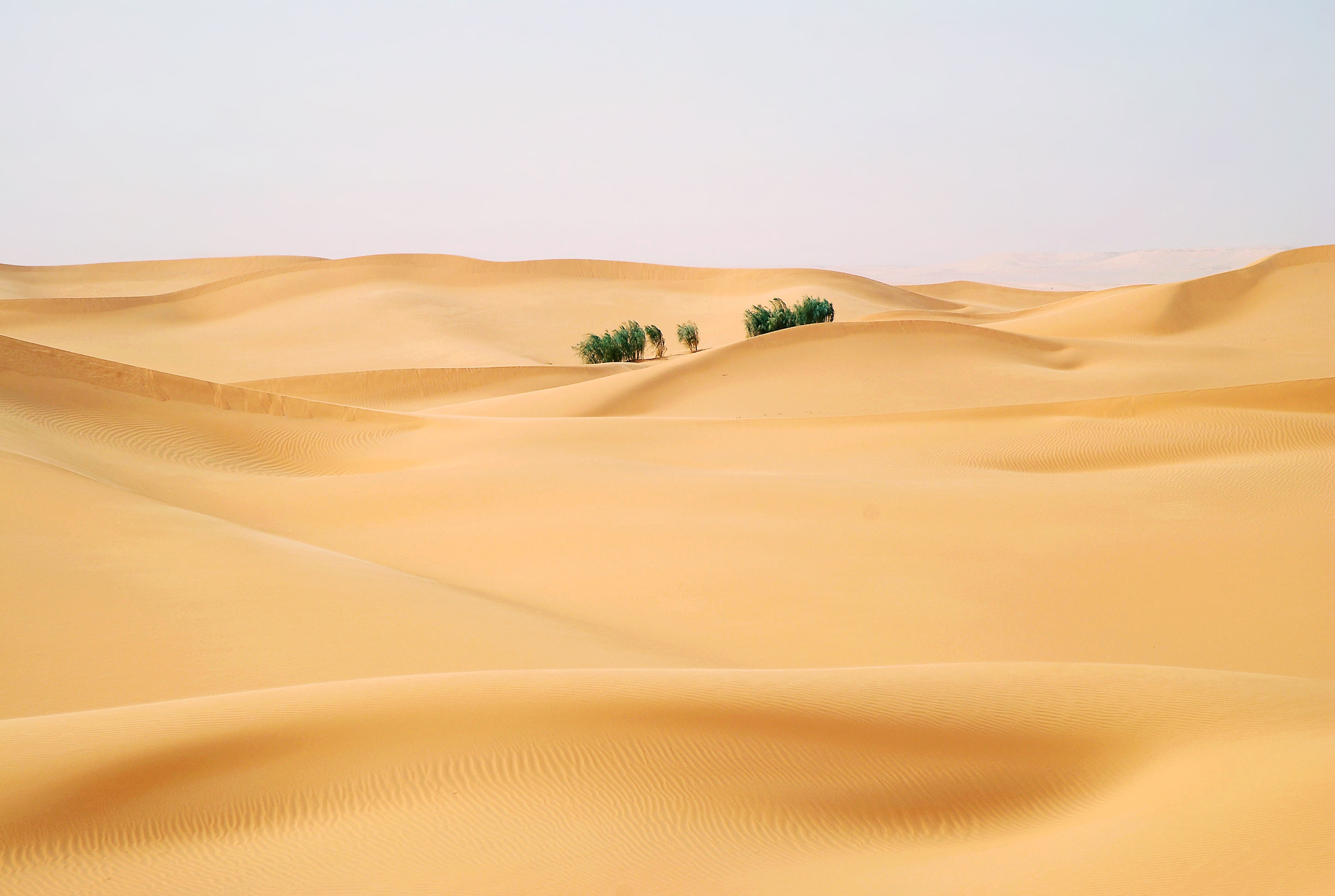 Africa Desert Dune Landscape Oasis Sahara Sand 4388x2946