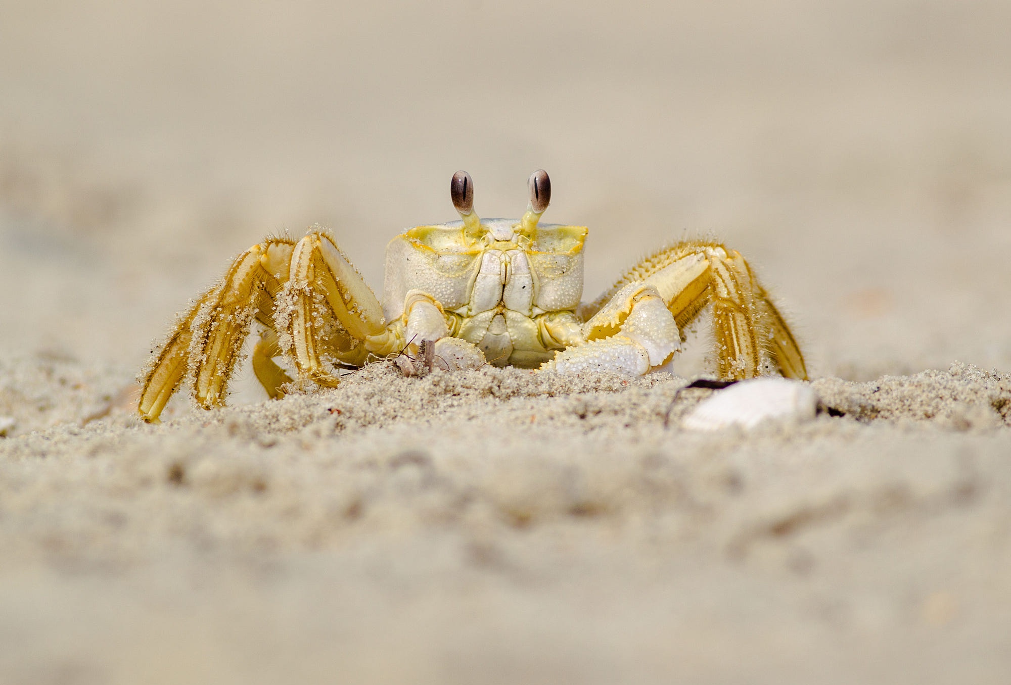 Crab Crustacean Wildlife 2000x1356