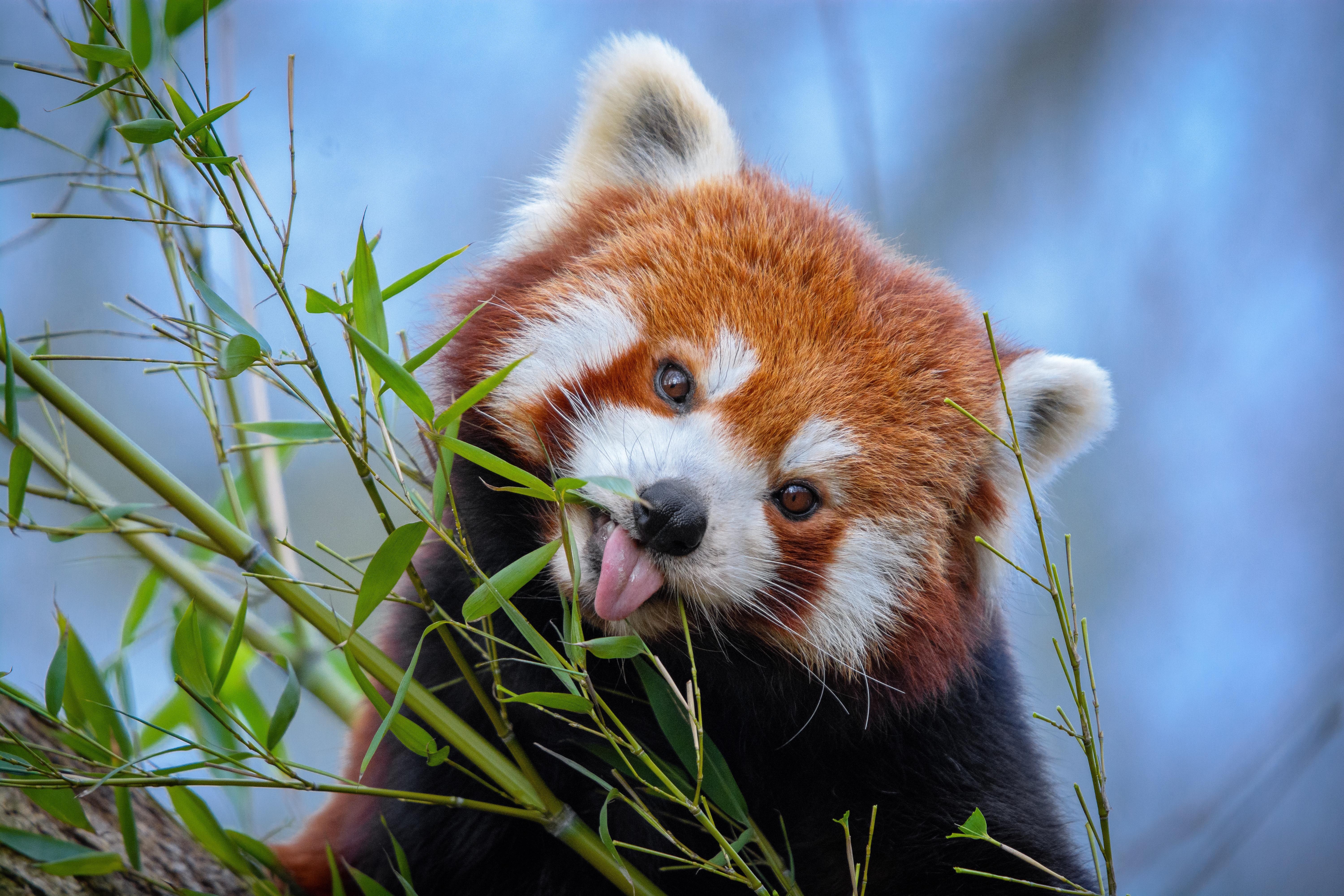 Red Panda Wildlife 6000x4000