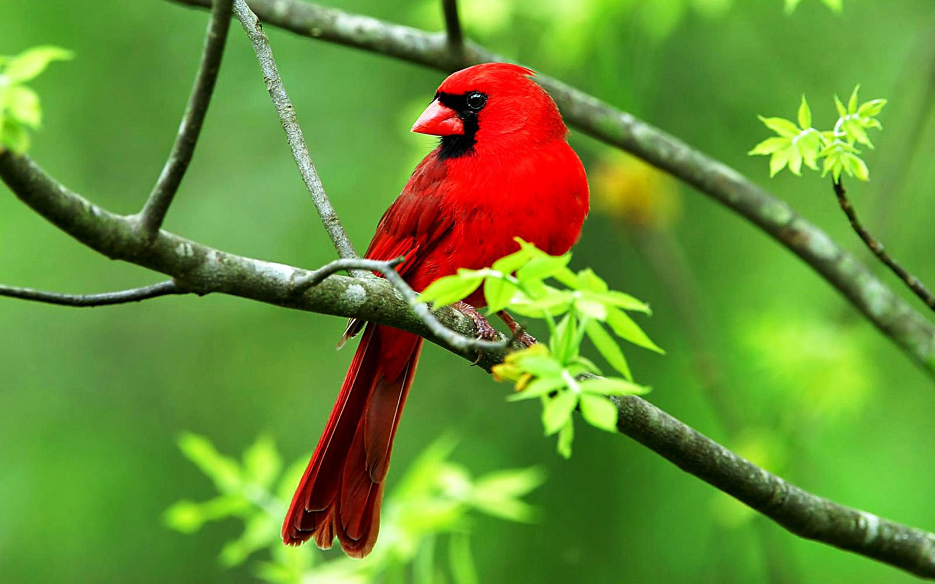 Animal Bird Cardinal Wildlife 1920x1200