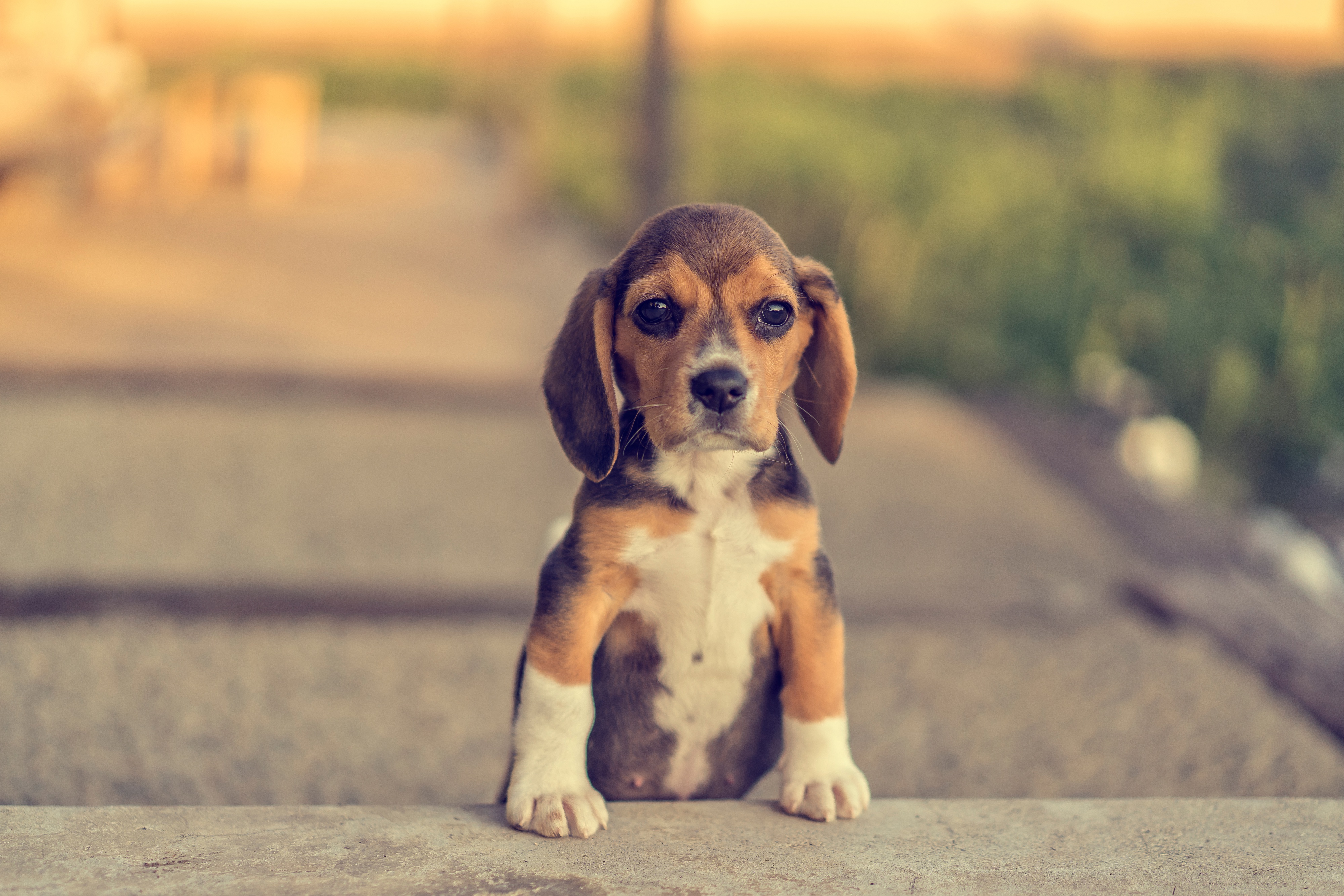 Baby Animal Beagle Dog Pet Puppy 4000x2667