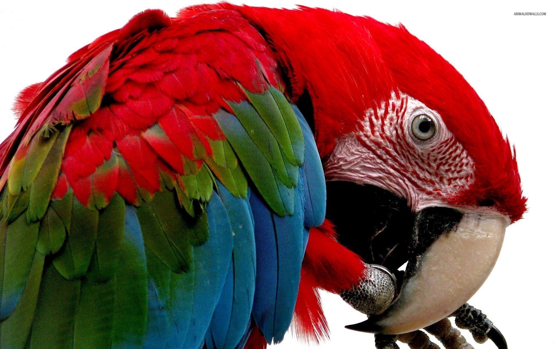 Animal Red And Green Macaw 1920x1200