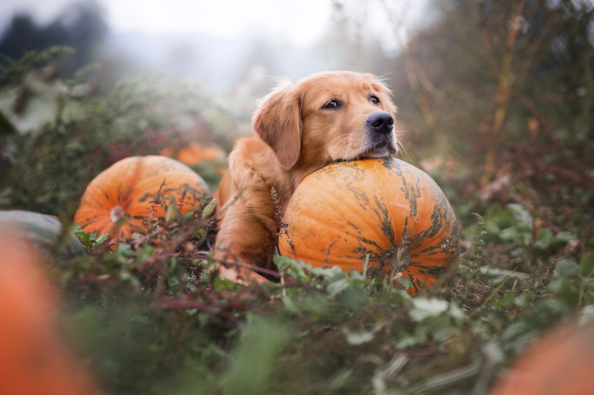 Dog Golden Retriever Pet Pumpkin 2048x1365