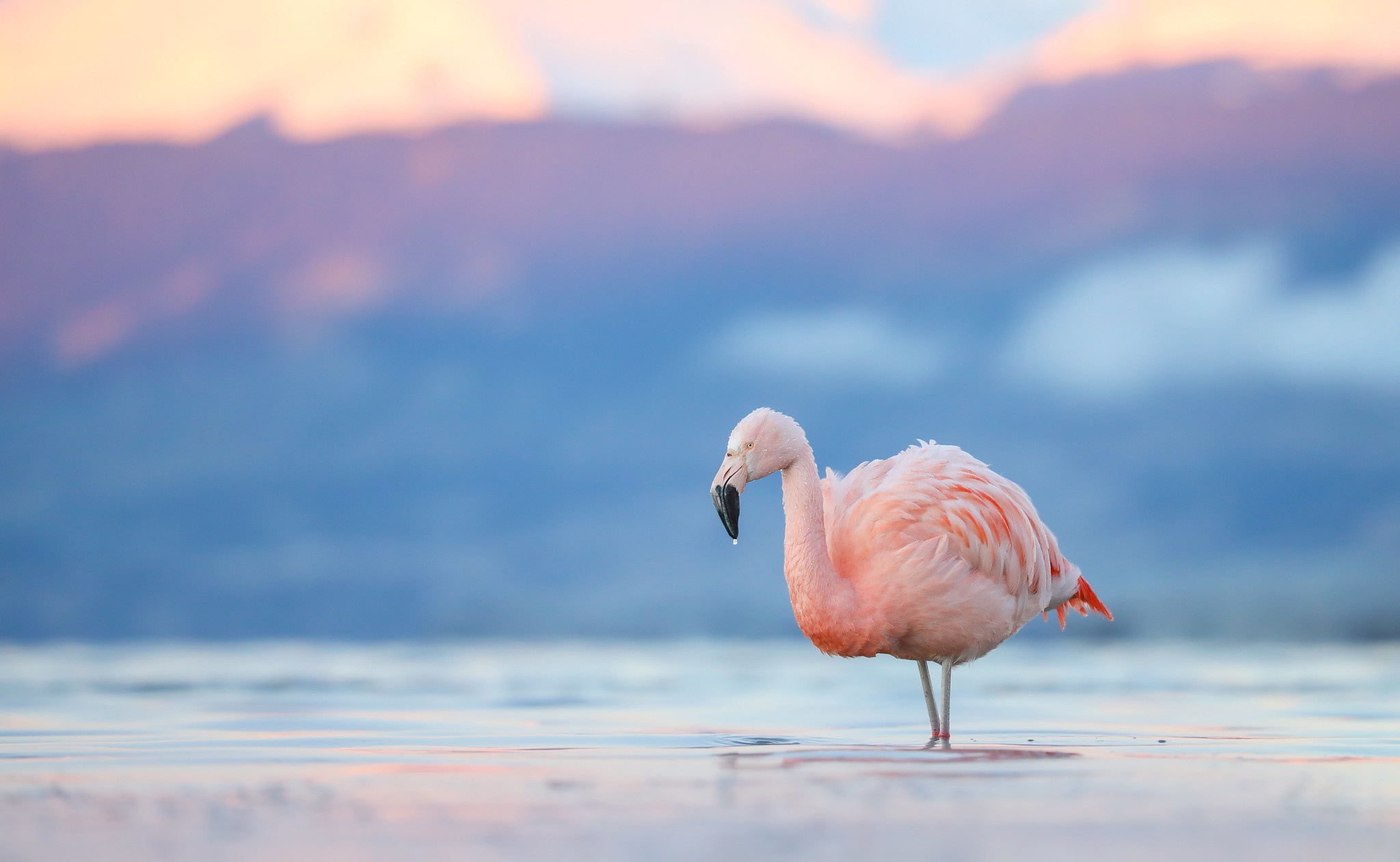 Bird Flamingo Wildlife 2048x1262