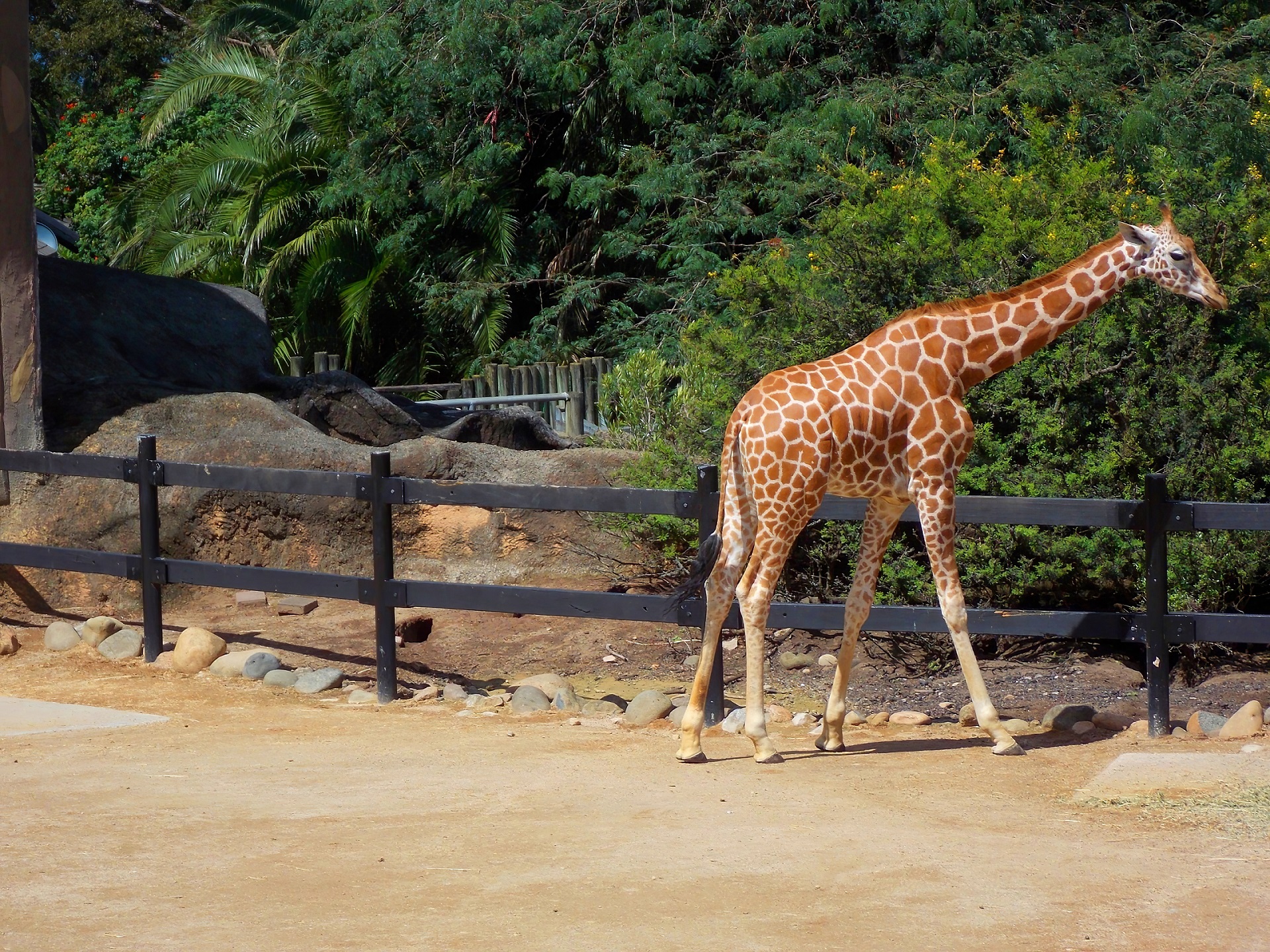 Animal Australia Giraffe Mammal Sydney Zoo 1920x1440