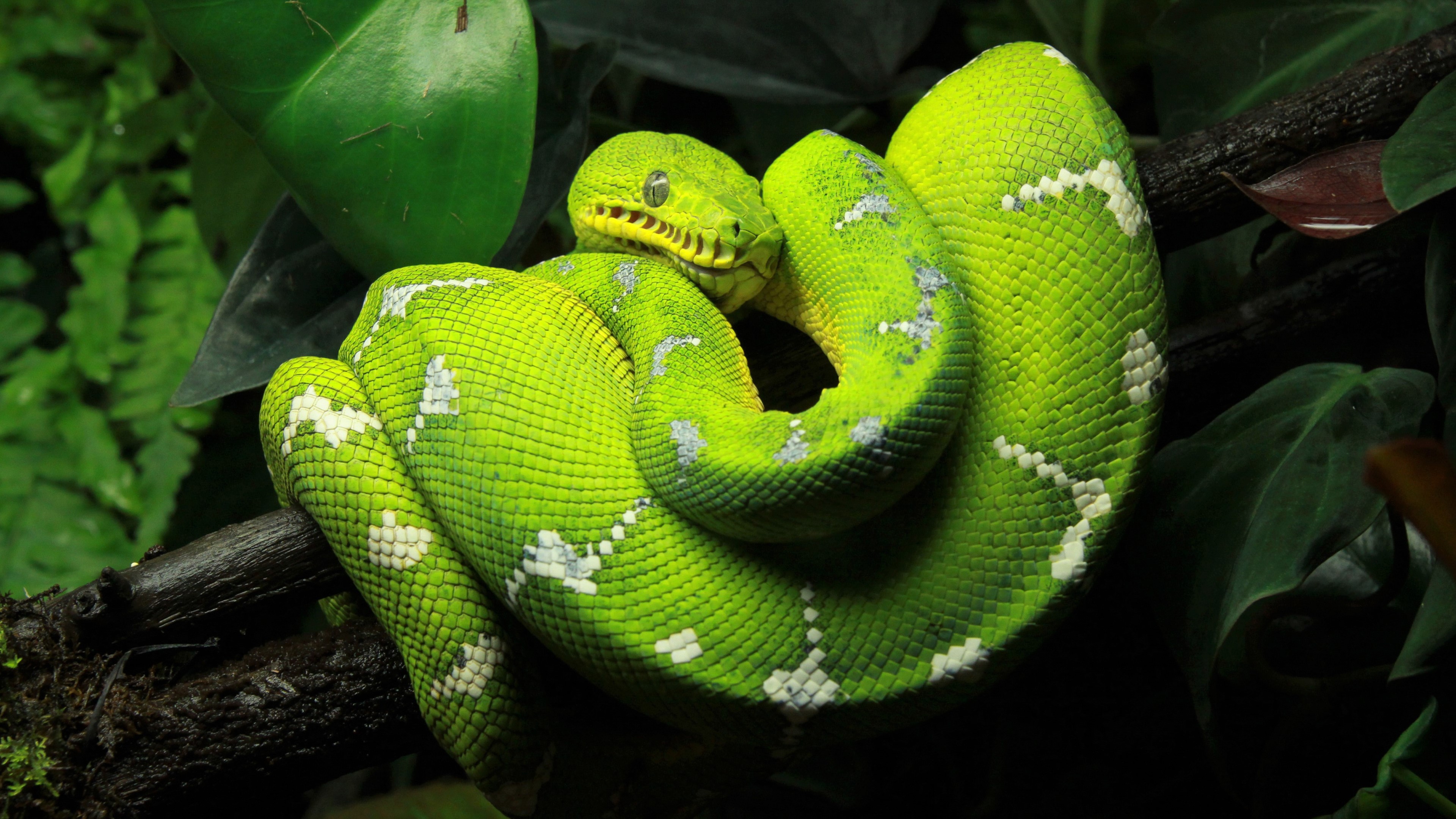 Green Python Snake Tree Python 3840x2160