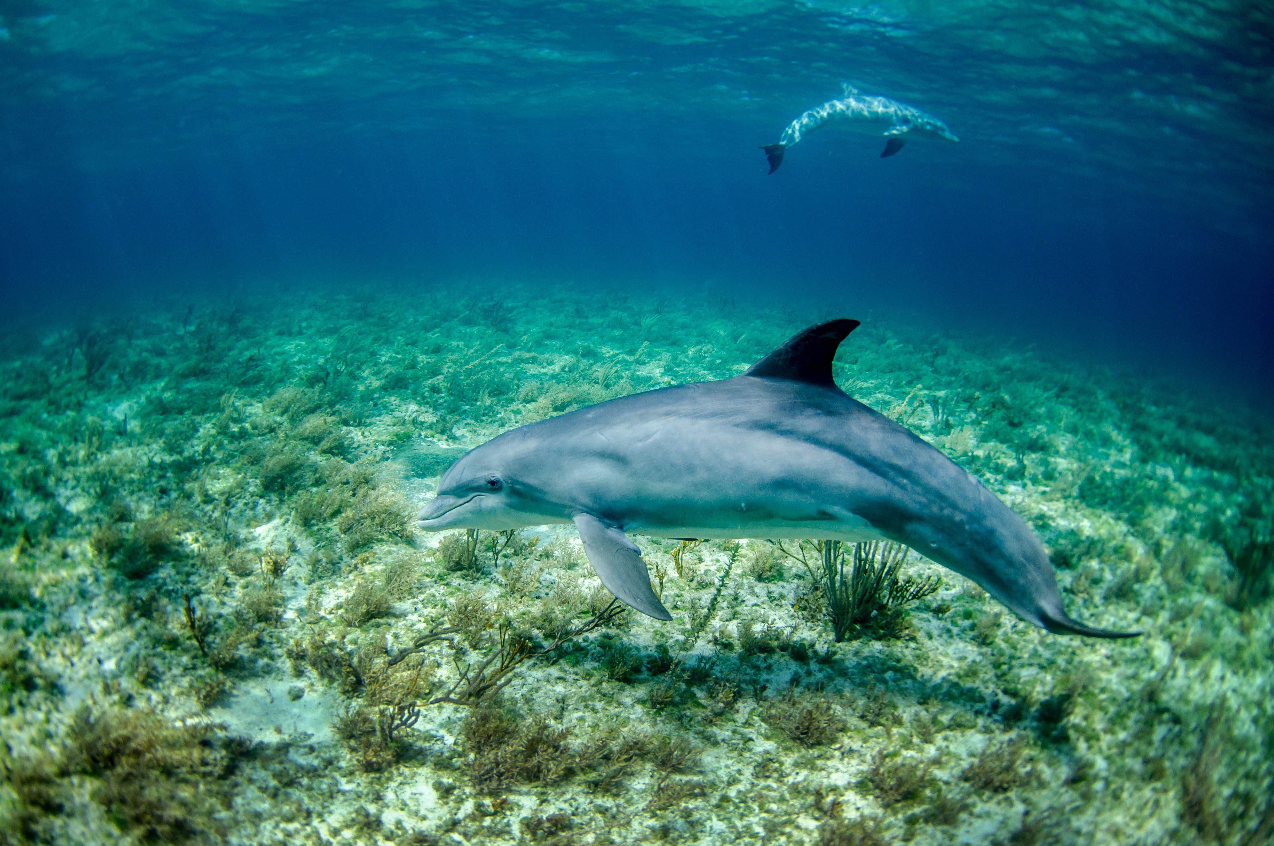 Dolphin Sea Life Underwater 4451x2959
