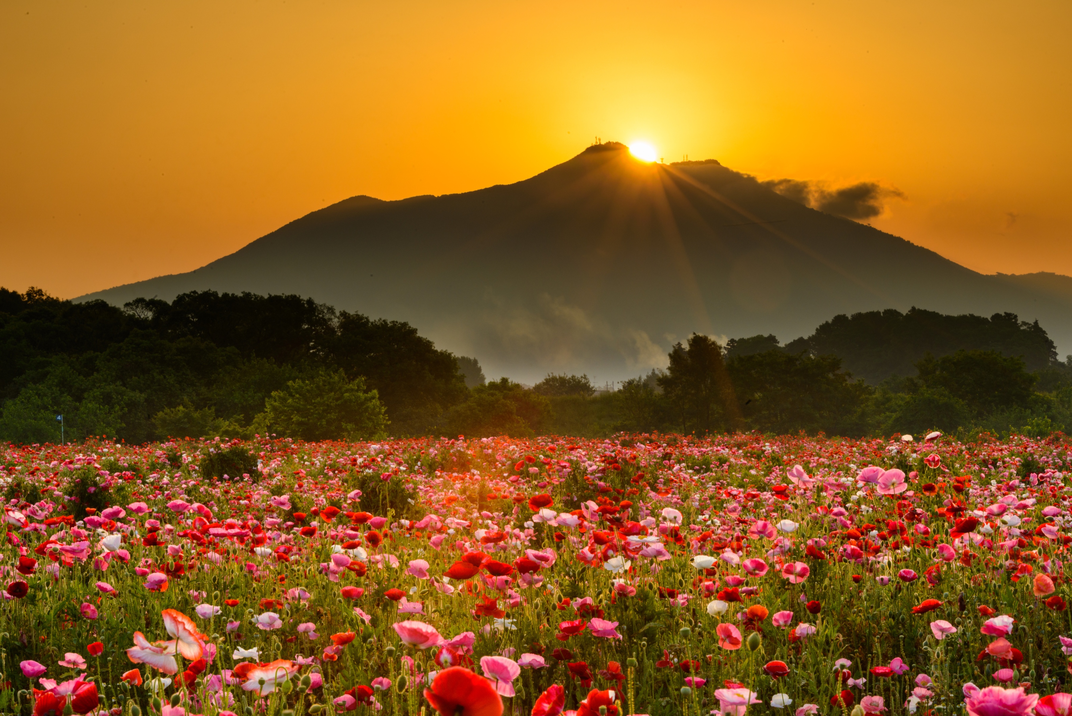 Flower sunset. Маковое поле на фоне горы. Цветы в горах. Рассвет в горах. Пейзаж цветы.