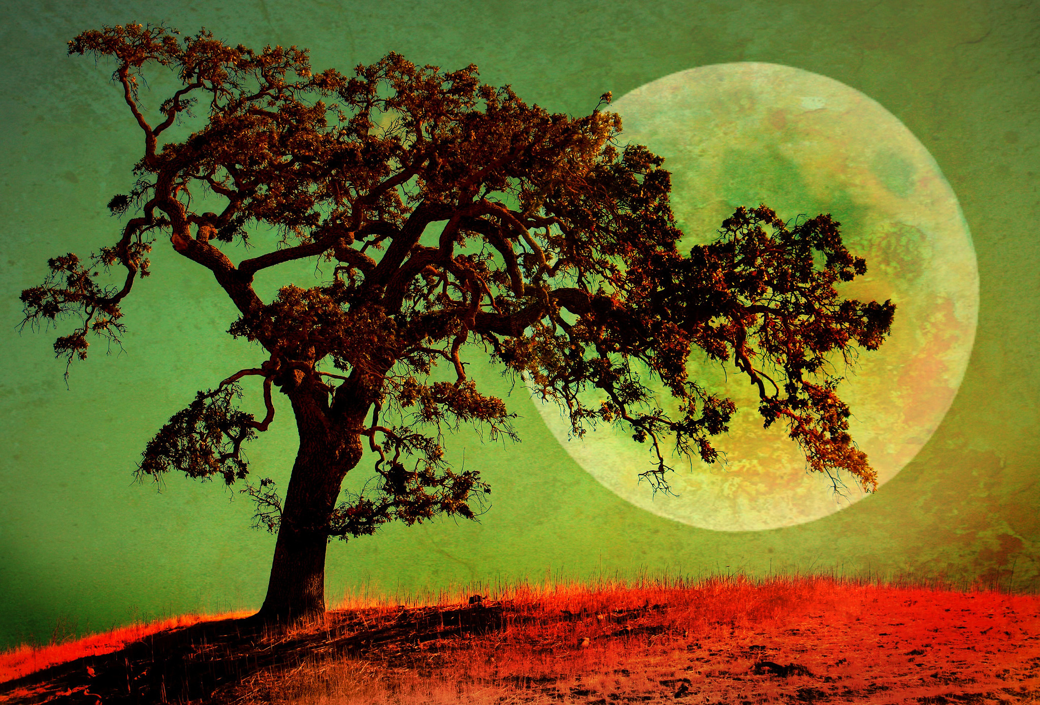 Artistic Lonely Tree Moon Tree 2048x1388