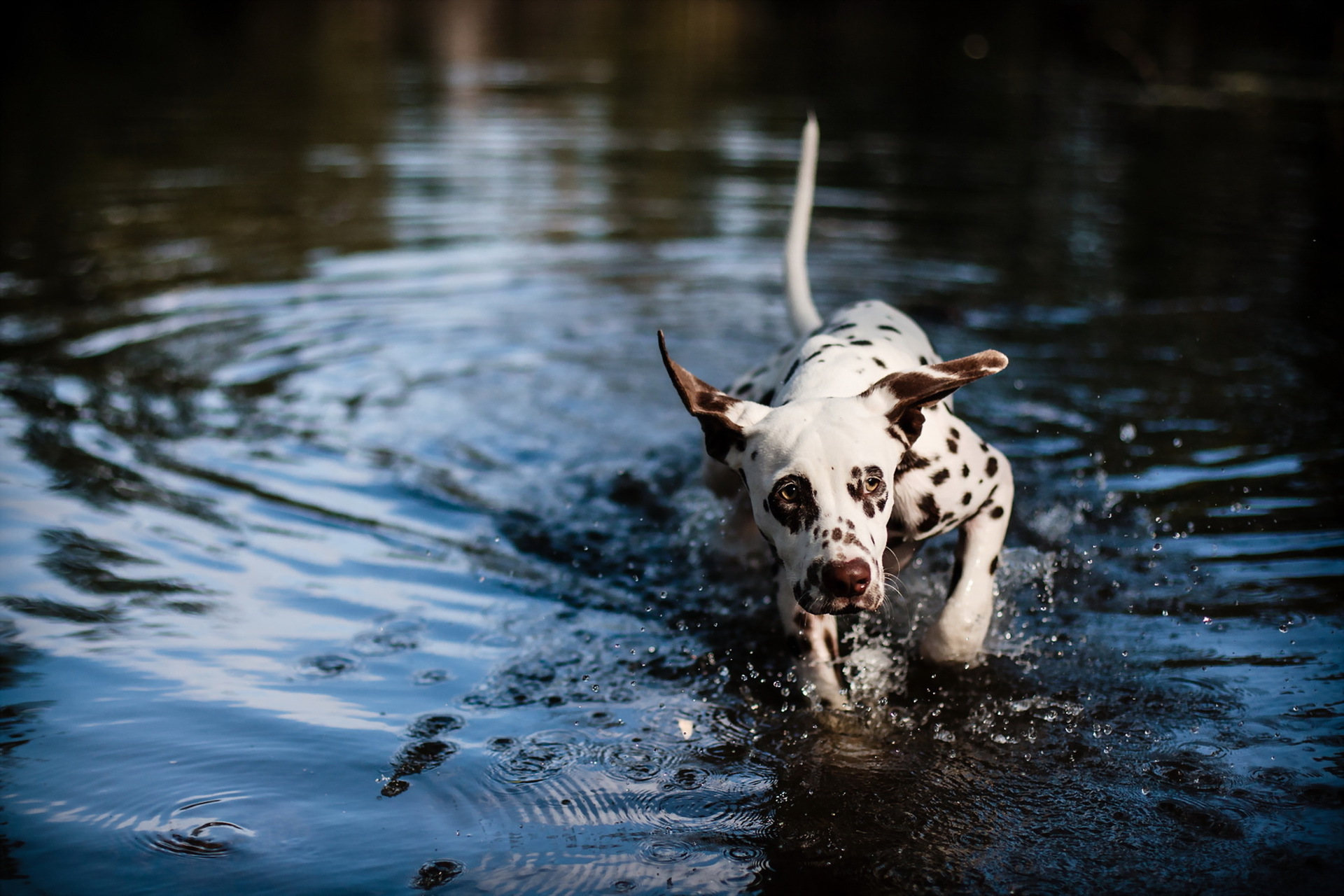 Dalmatian Dog Muzzle Splash Water 1920x1280