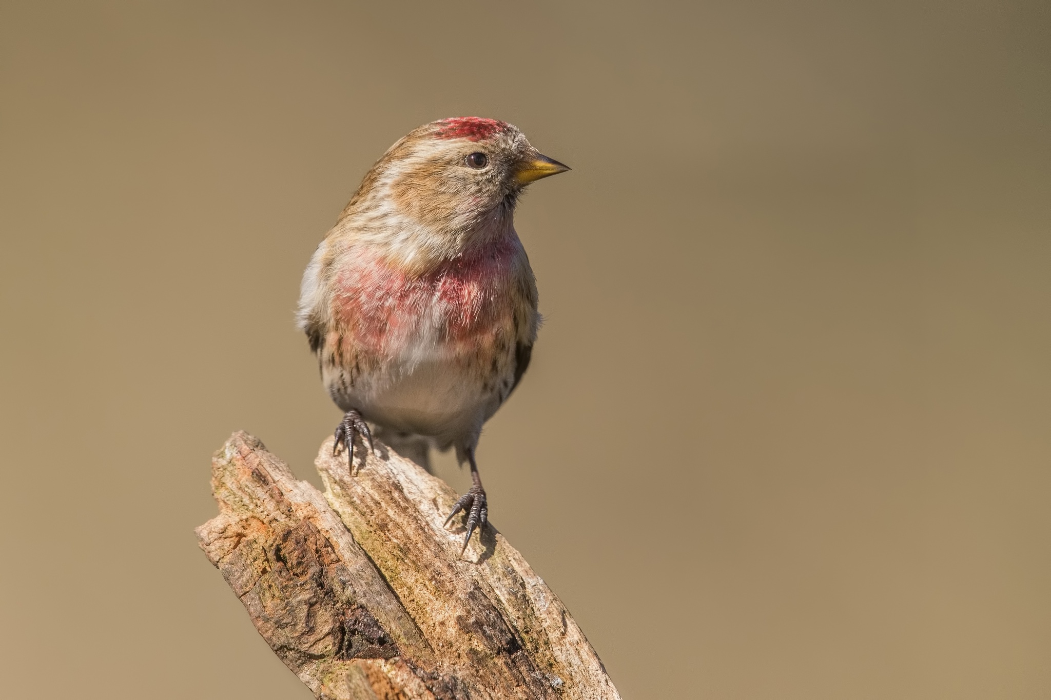 Bird Finch Wildlife 2048x1365