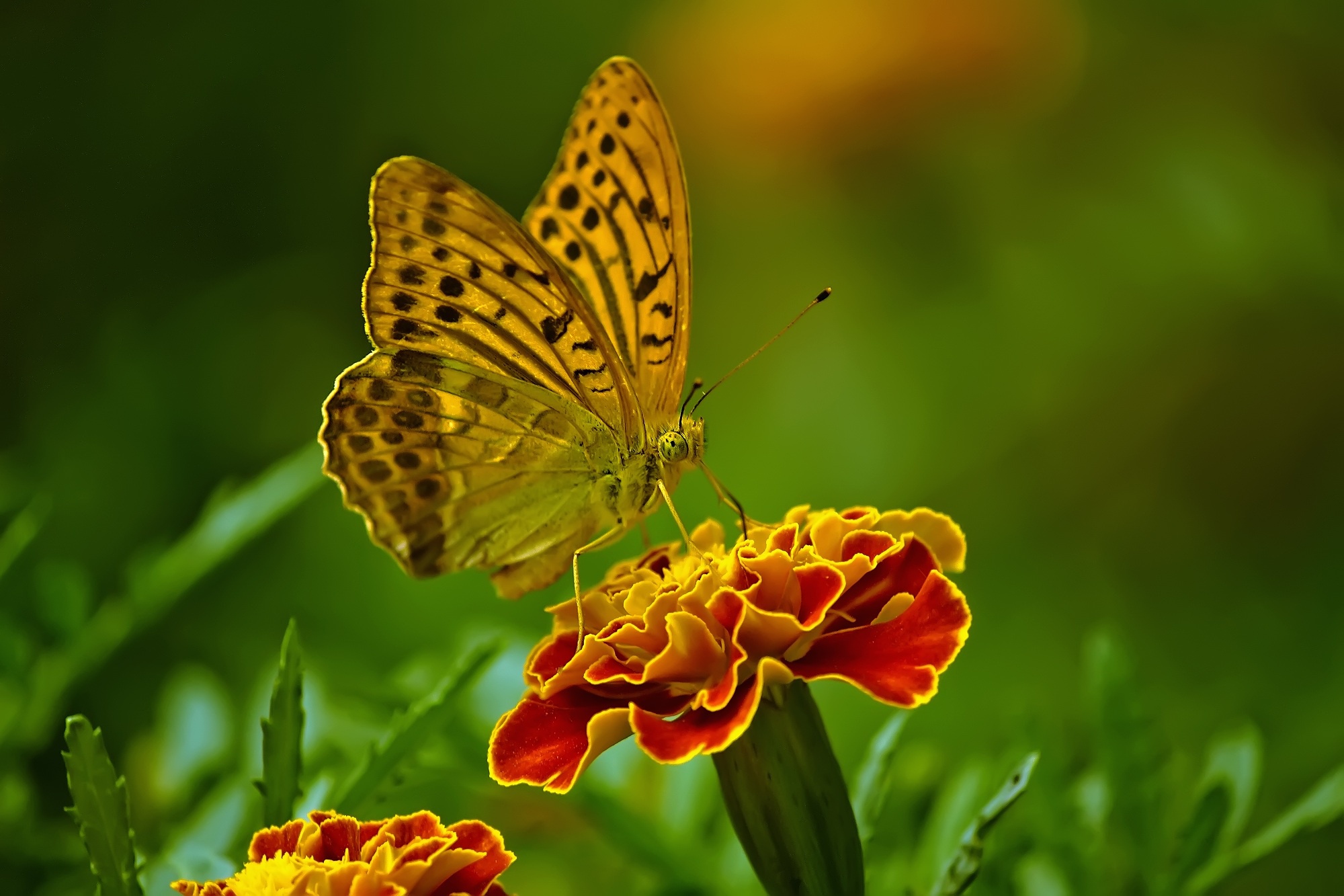 Butterfly Flower Insect Macro Marigold 2000x1333