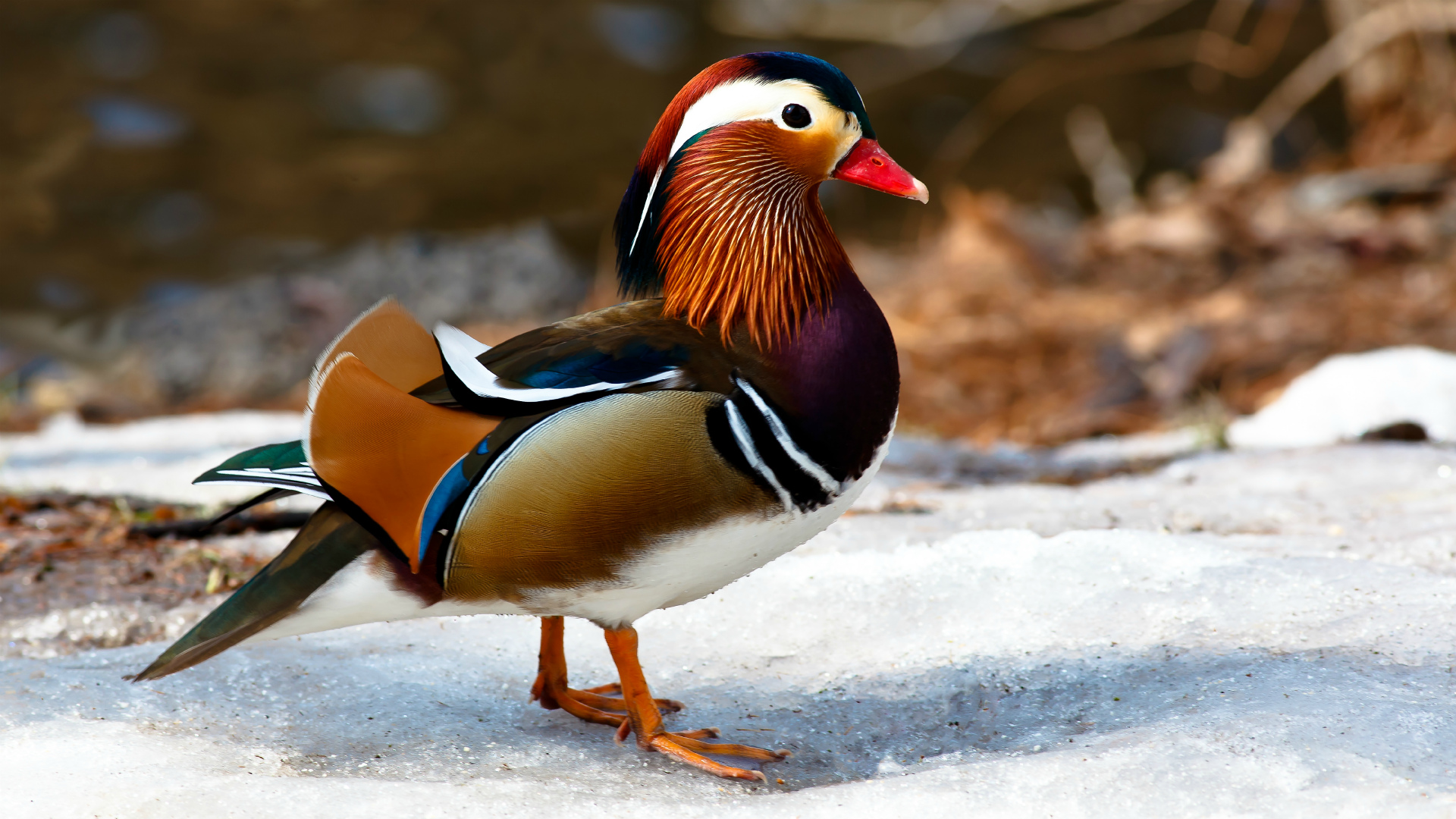Animal Colorful Duck Mandarin Duck 1920x1080