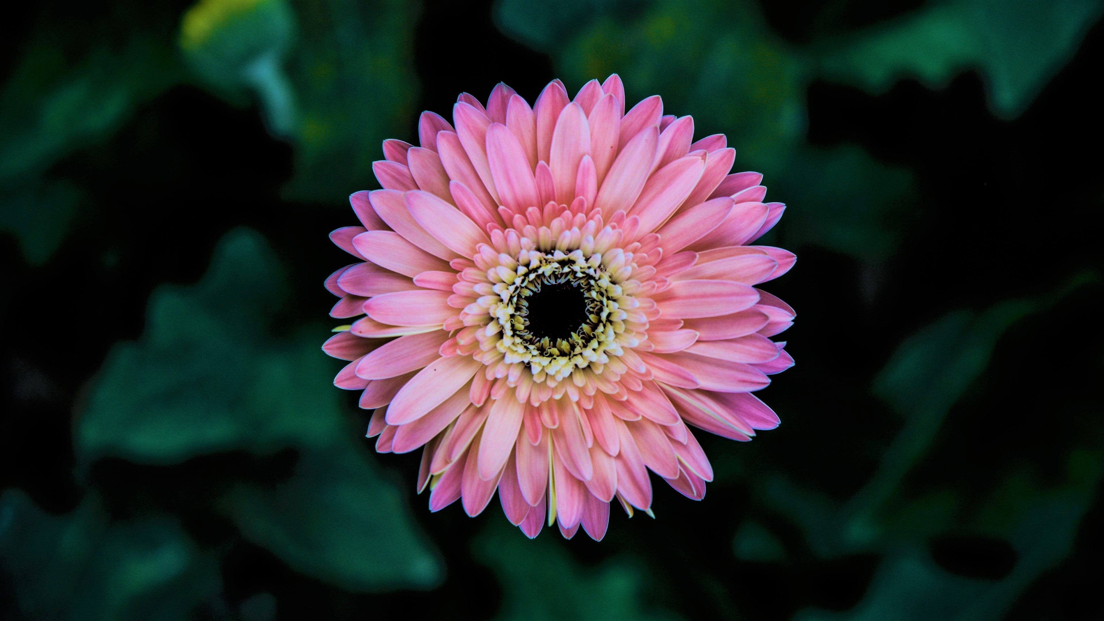 Earth Flower Gerbera Pink Flower 3840x2160