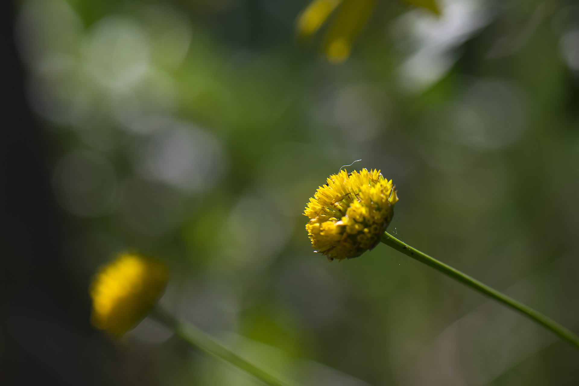 Bud Flower Nature 1920x1280