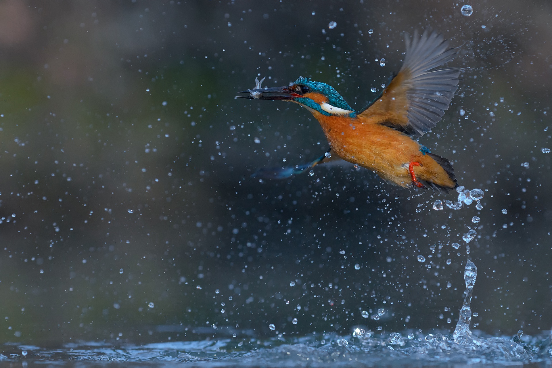Bird Kingfisher Splash Wildlife 1920x1280