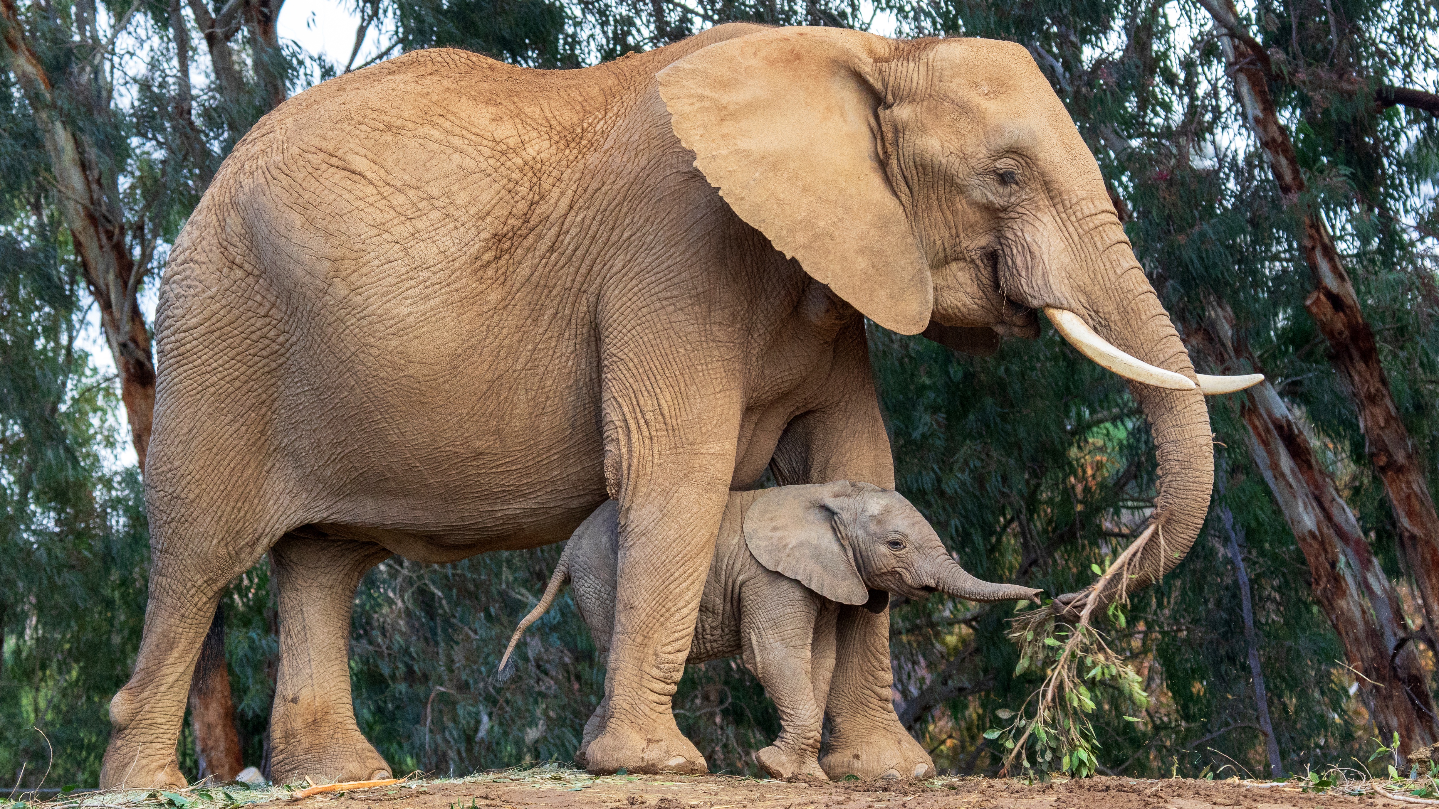 Baby Animal Elephant Wildlife 4899x2756