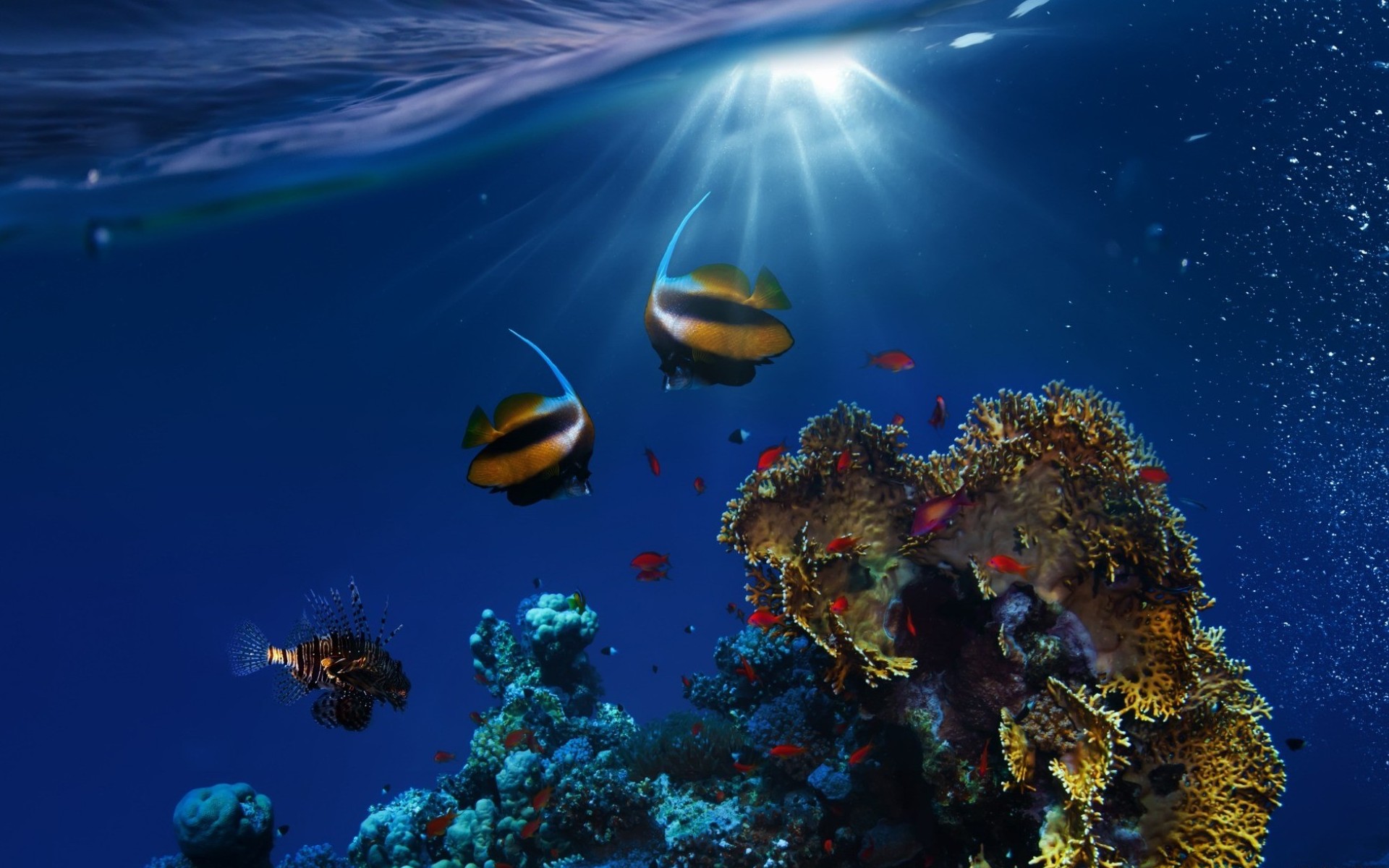 Coral Reef Fish Sunbeam Underwater 1920x1200
