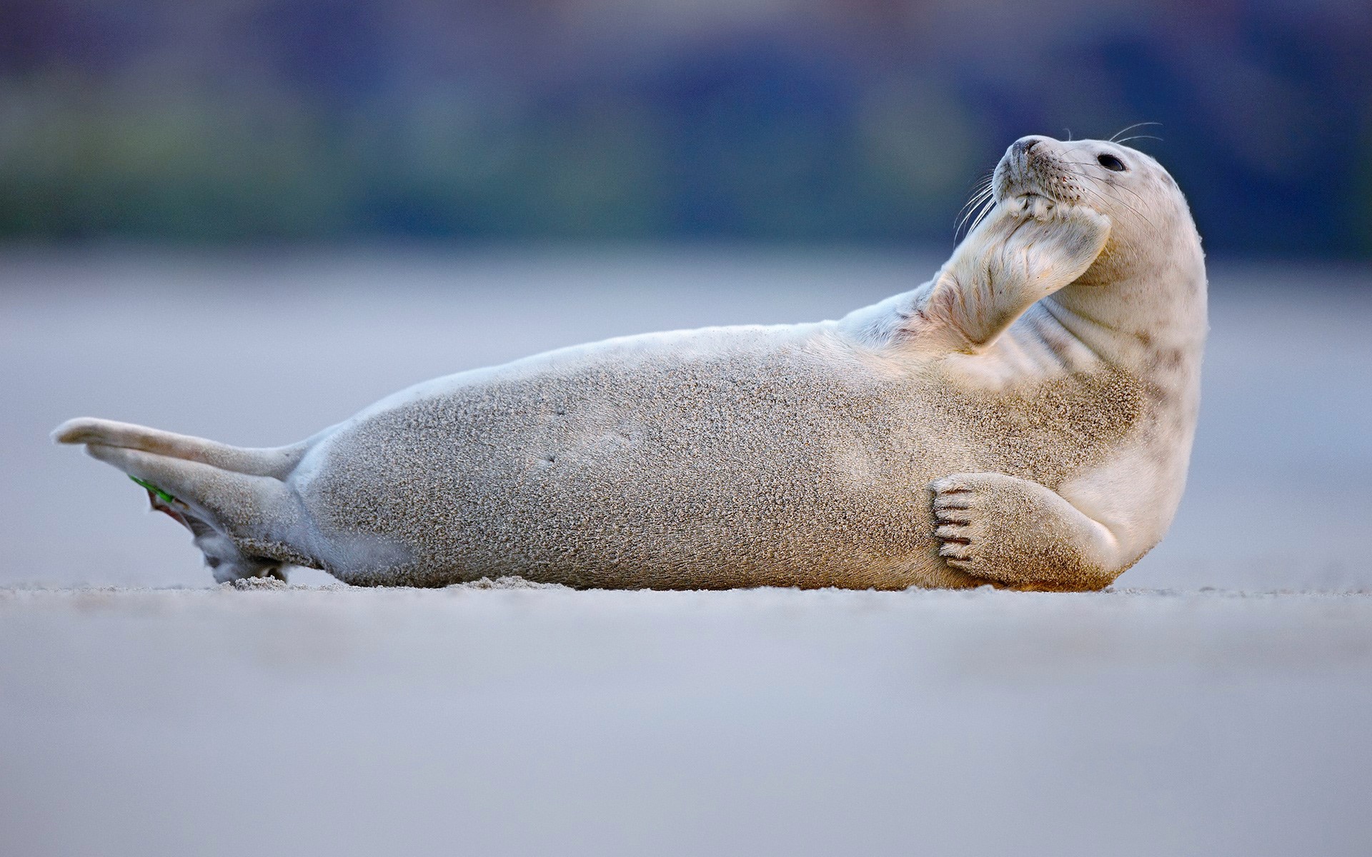 Seal Wildlife 1920x1200