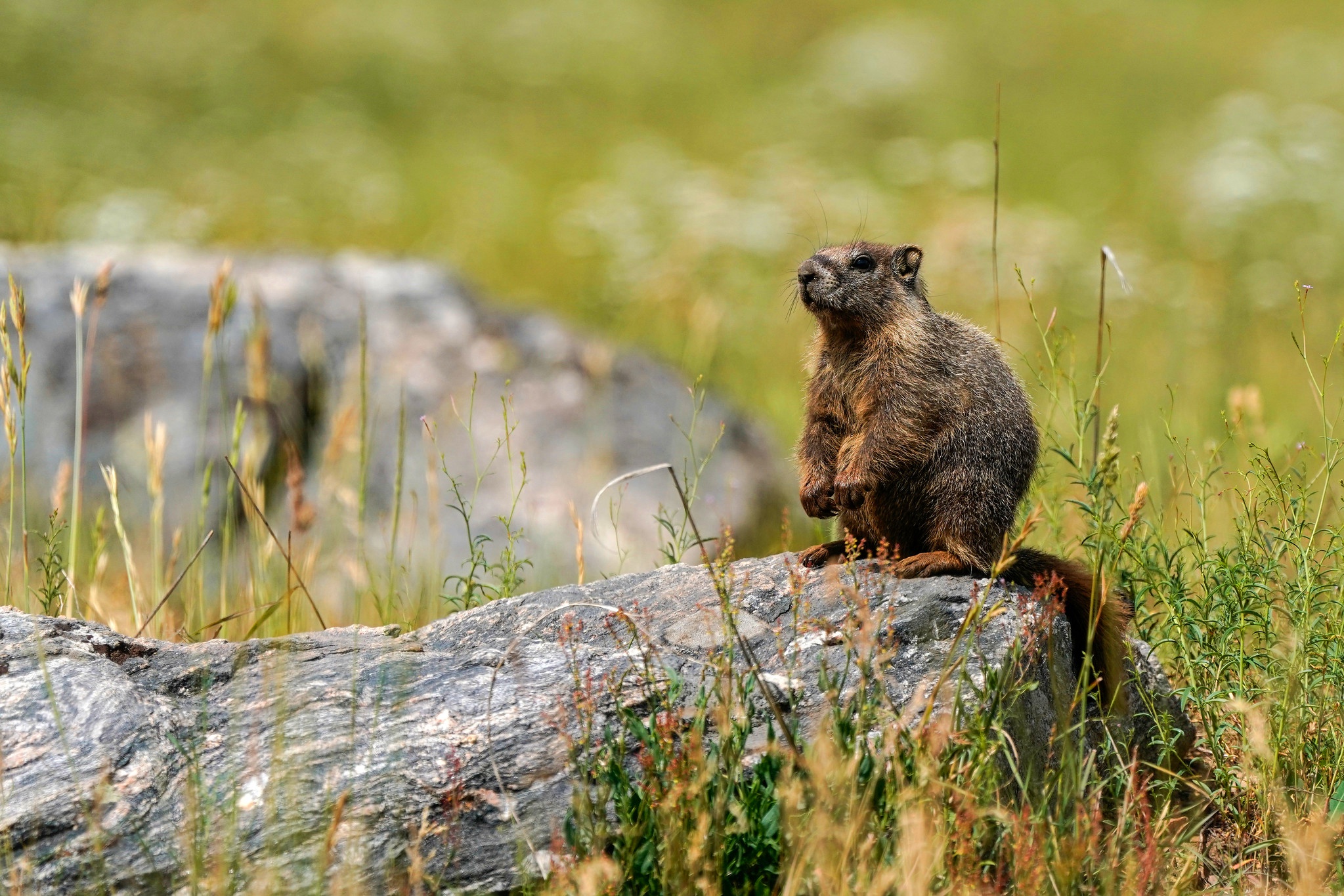 Marmot Rodent Wildlife 2047x1365