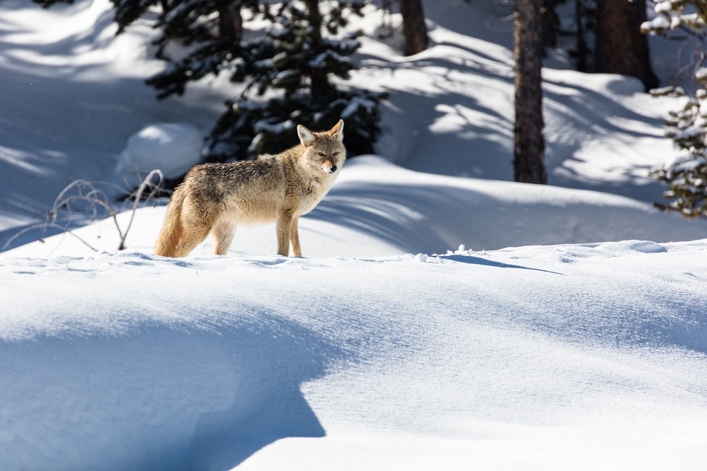 Coyote Snow Wildlife Predator Animal 3000x1999