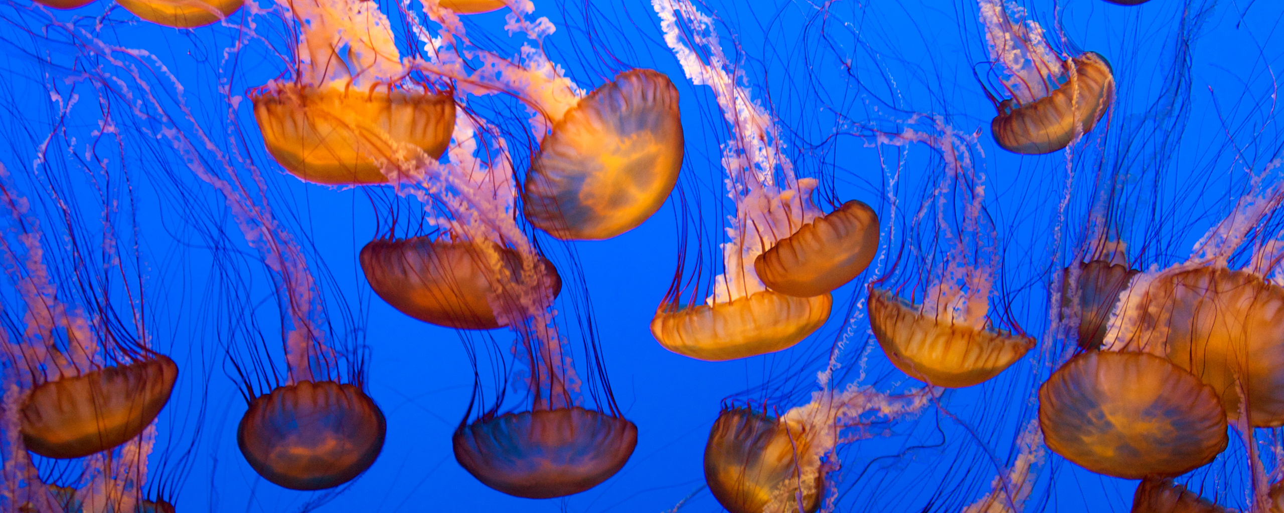 Animal Jellyfish 2560x1024