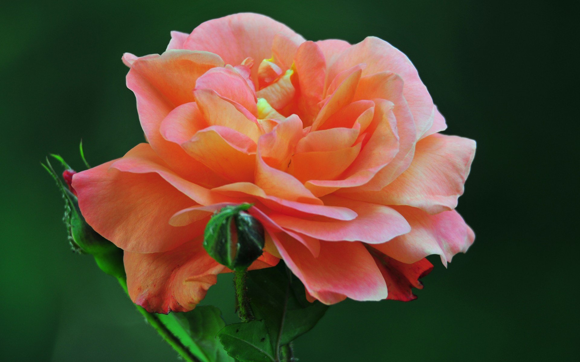 Earth Flower Pink Rose Rose 1920x1200