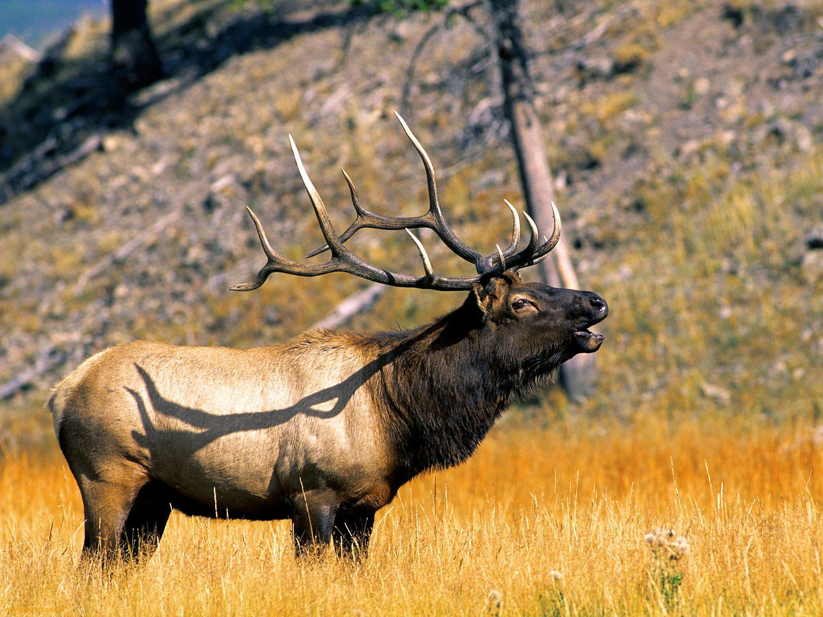 Animal Elk 1600x1200
