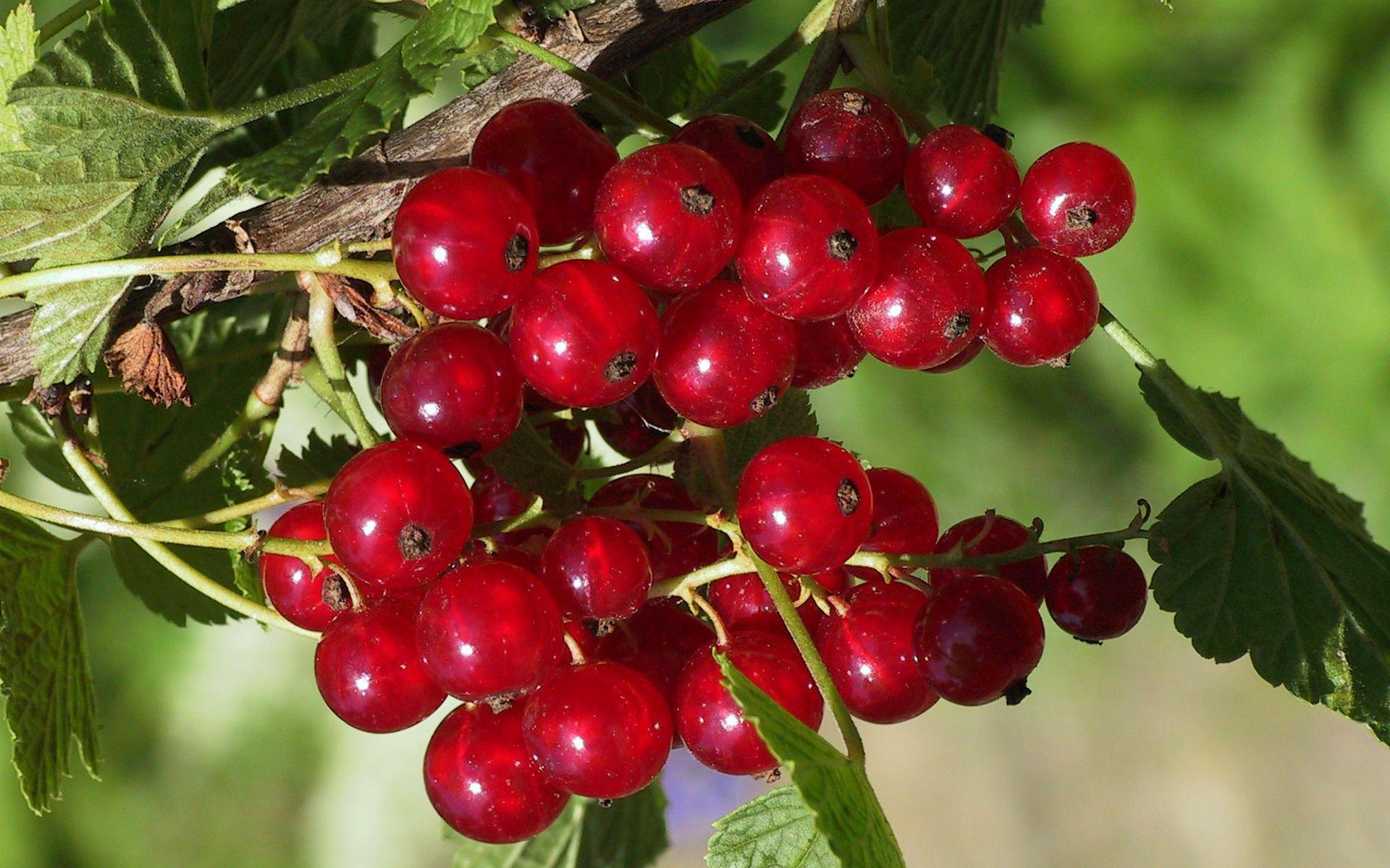 Food Currants 1920x1200