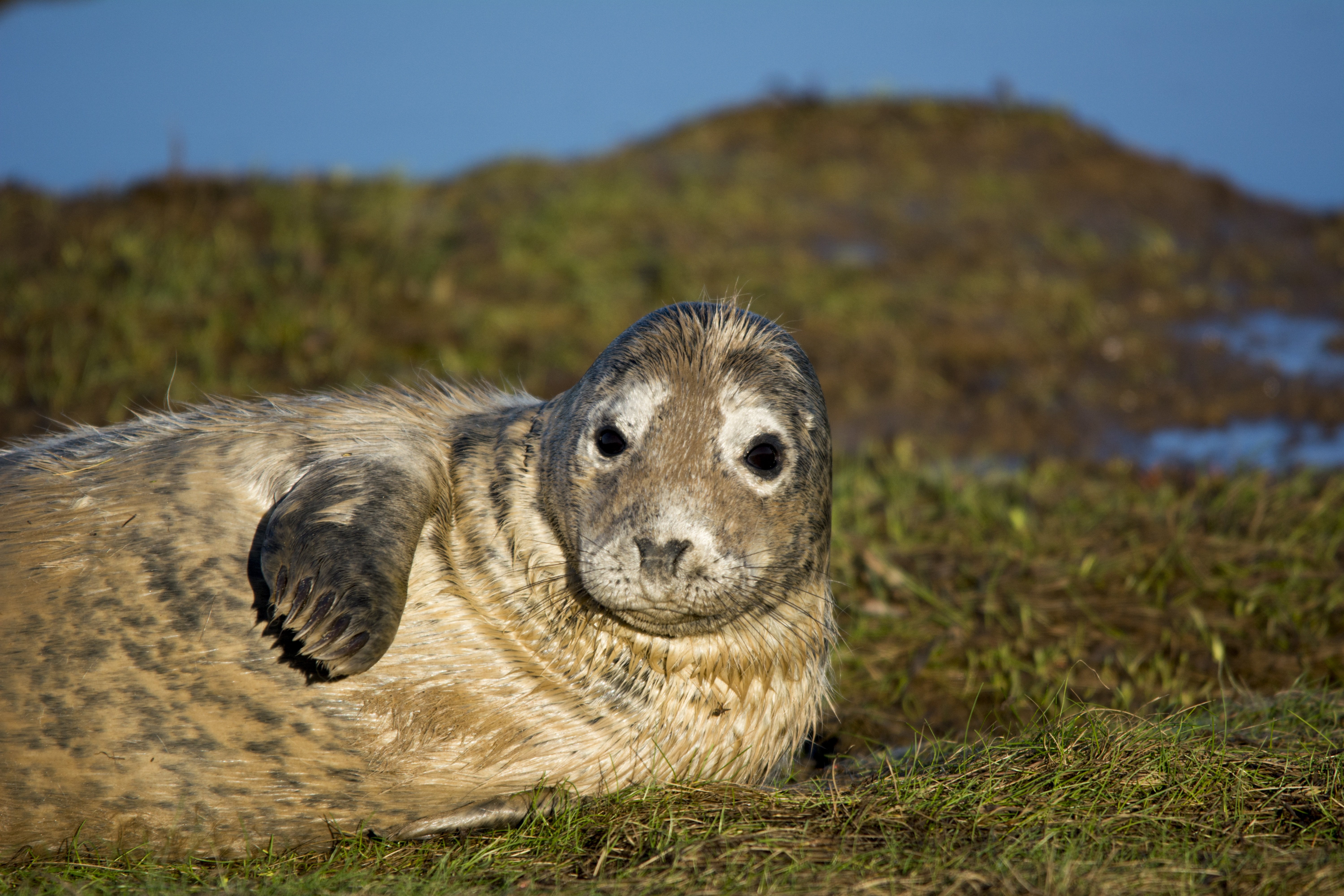 Seal 6000x4000